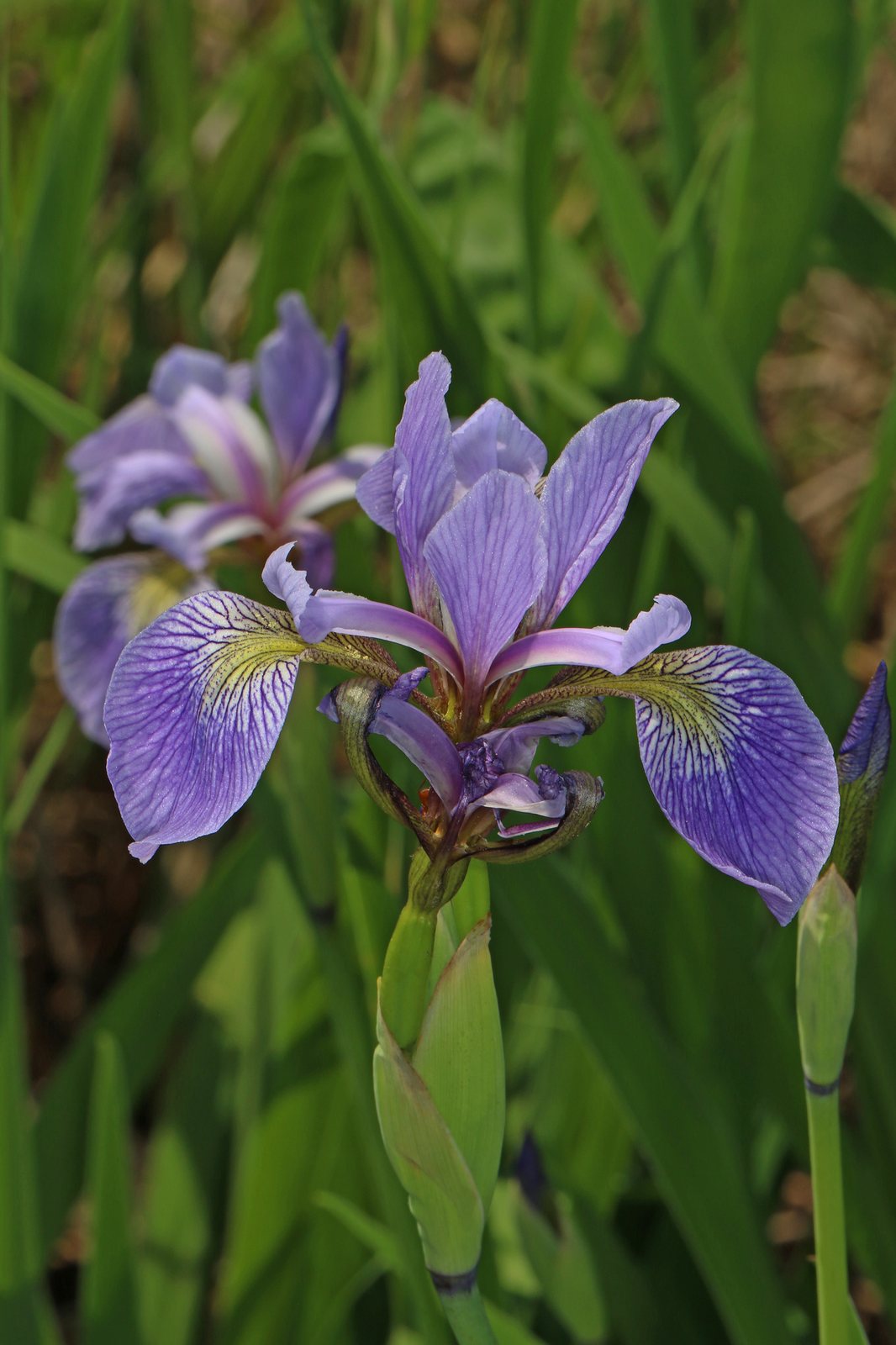 Blue flag iris