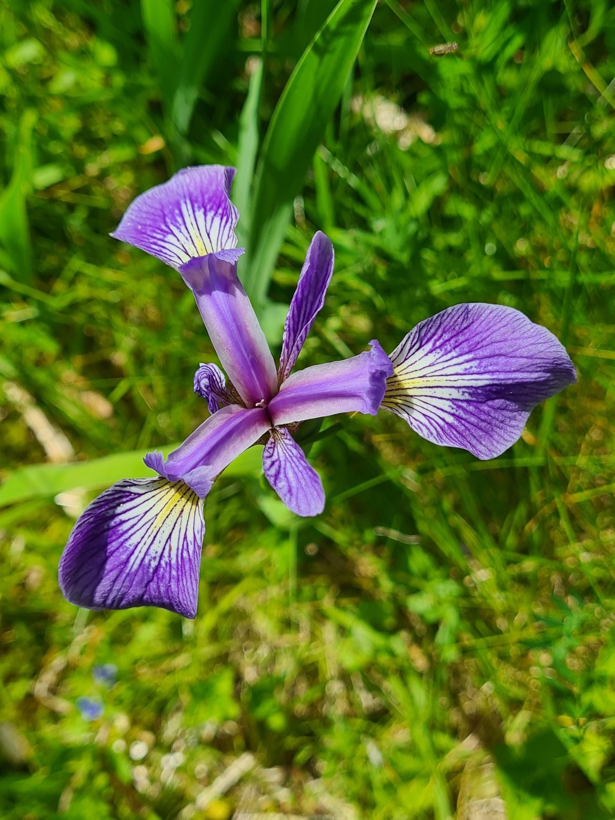 Blue flag iris
