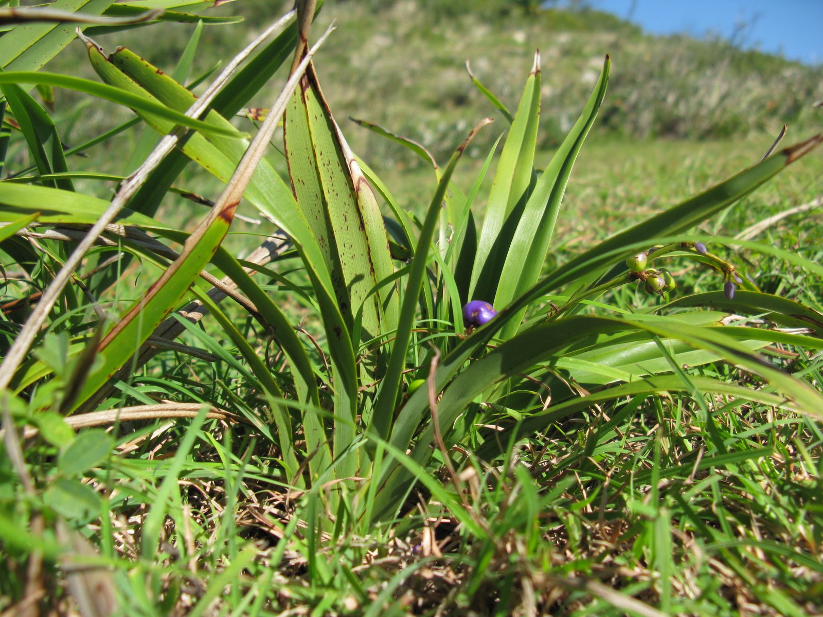 Blue flax lily