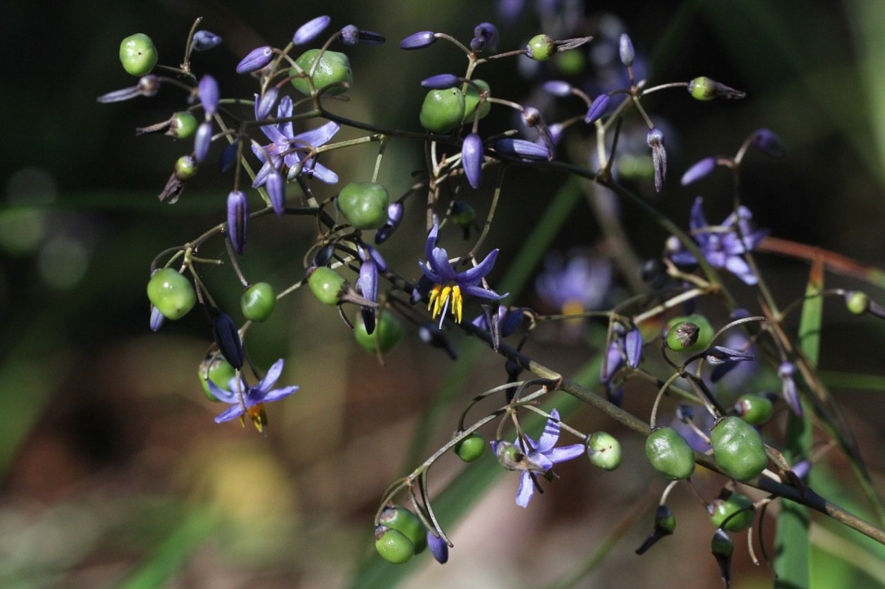 Blue flax lily