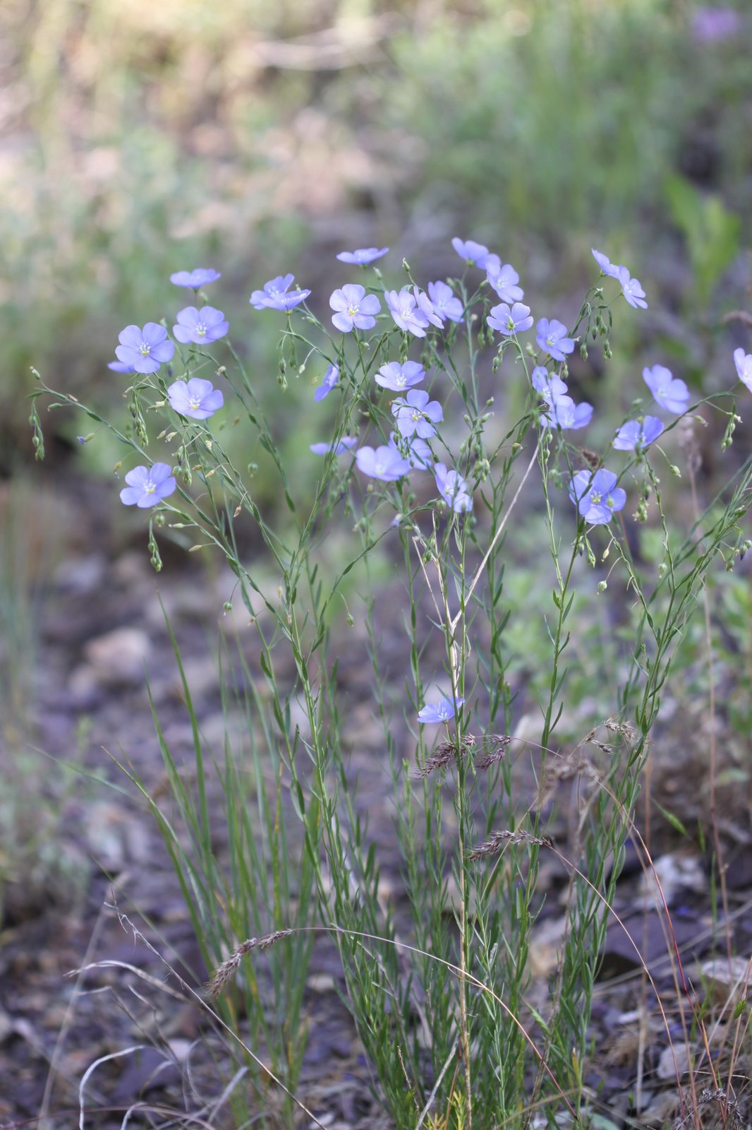 Blue flax