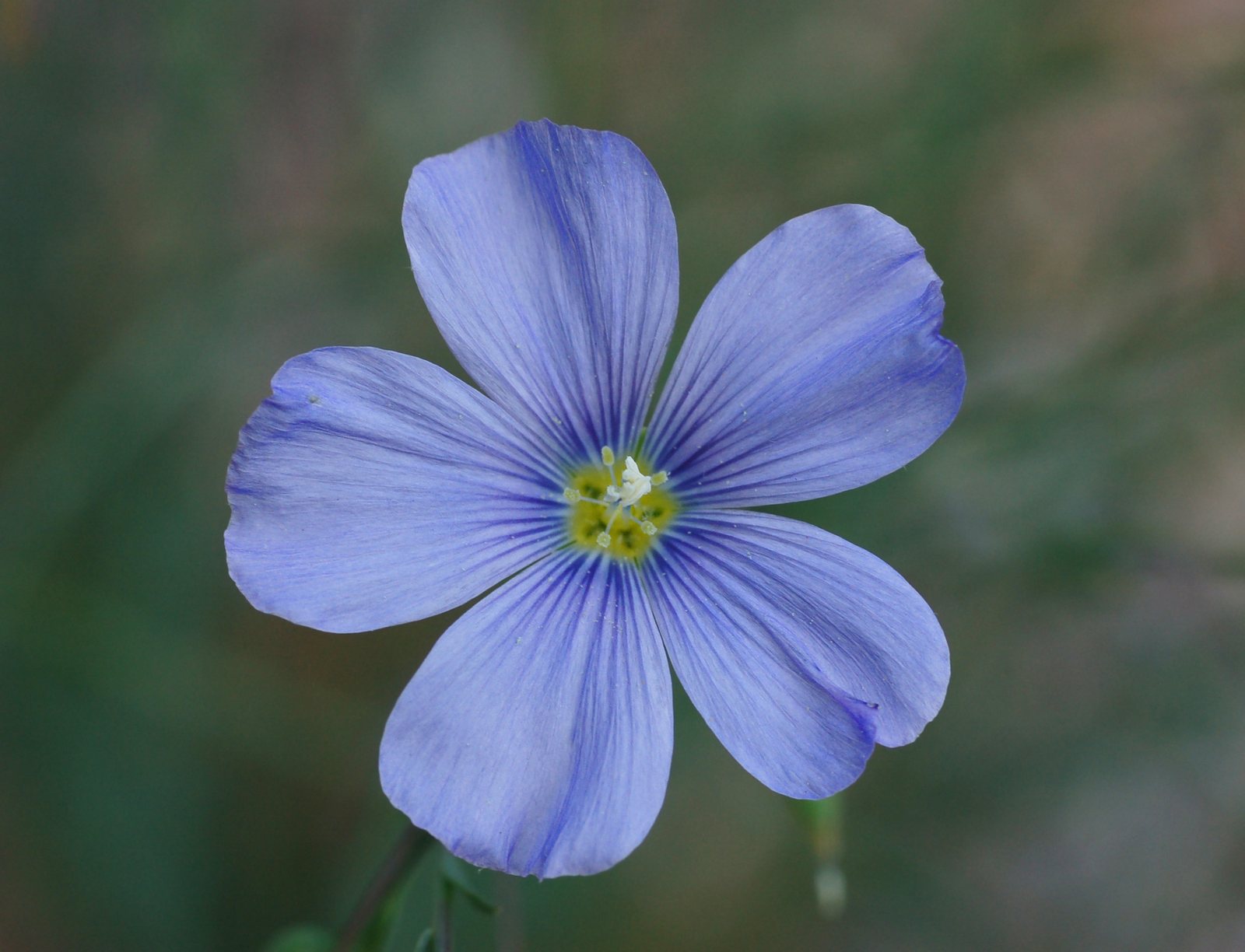 Blue flax