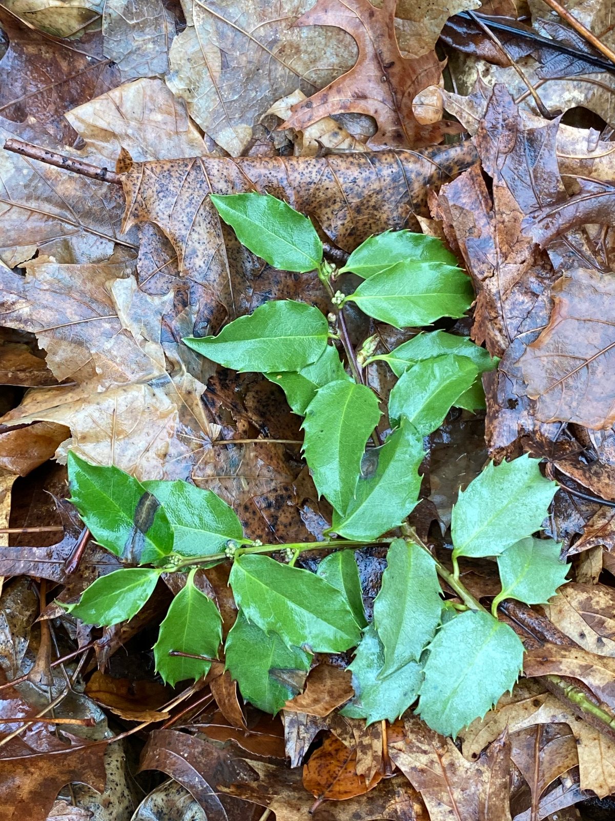 Blue holly