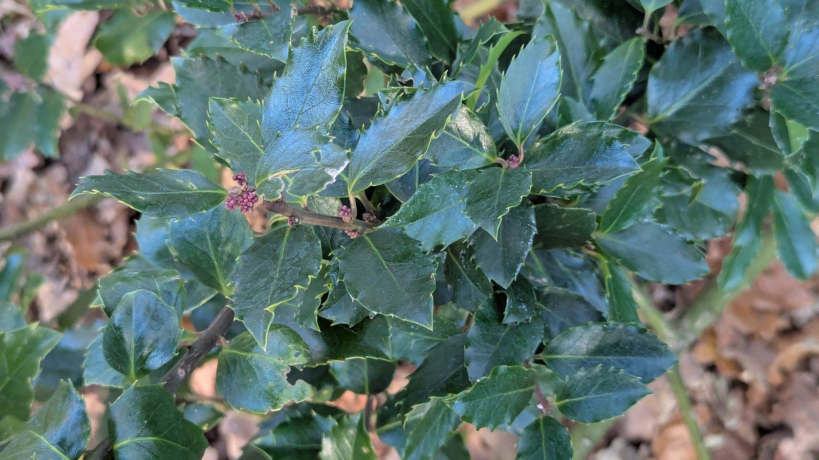 Blue holly