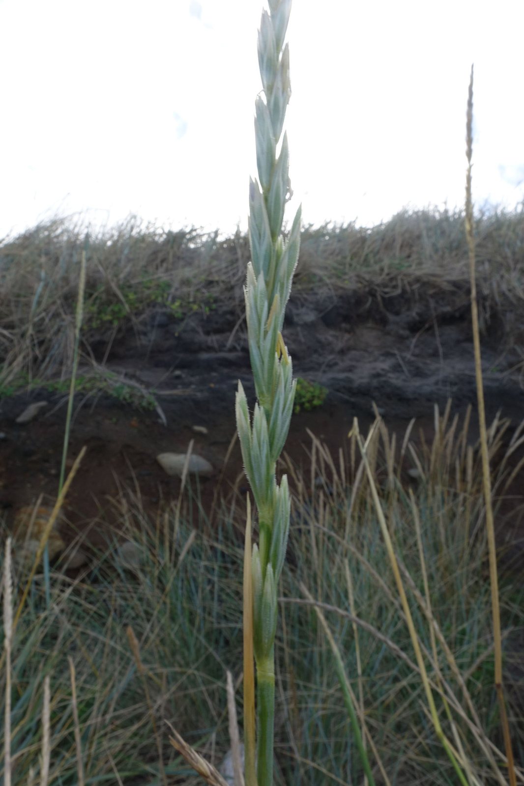 Blue lyme grass