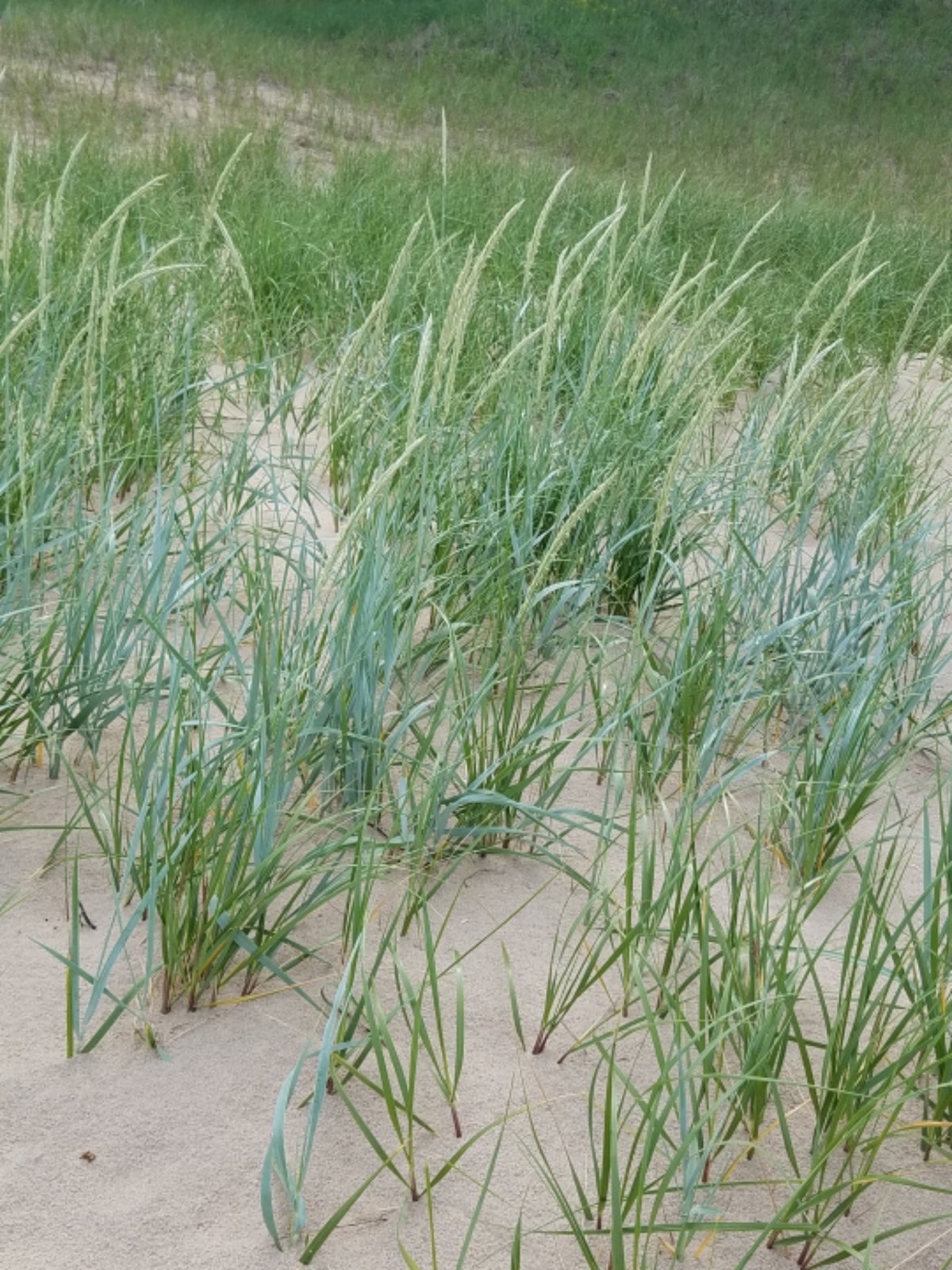 Blue lyme grass