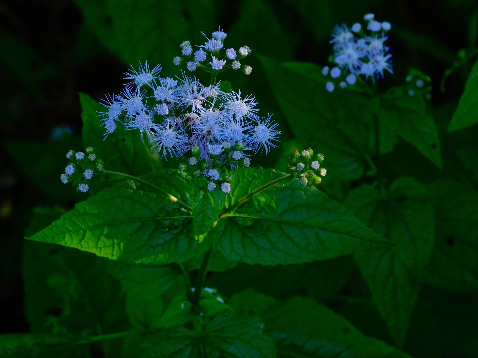 Blue mistflower