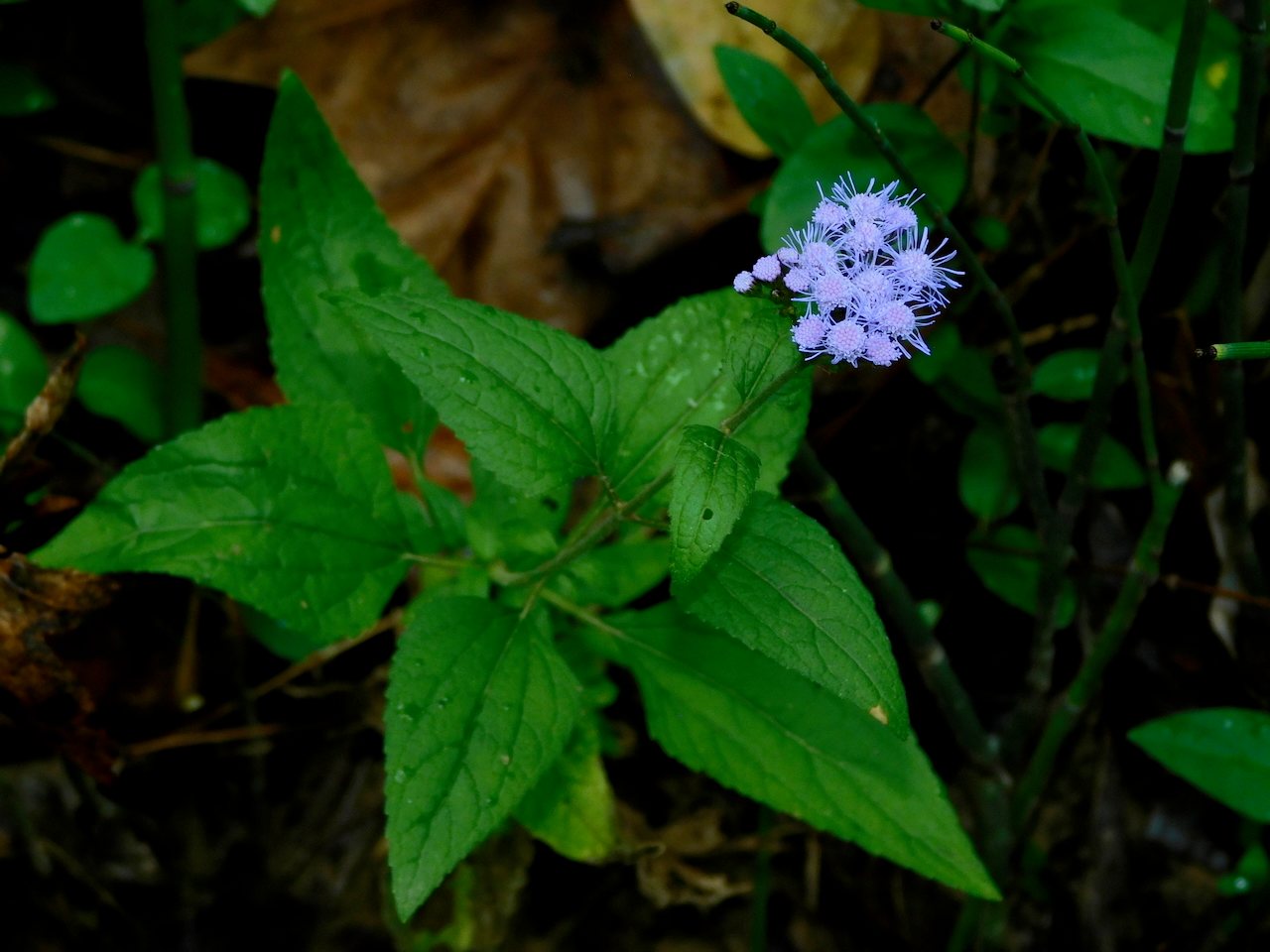 Blue mistflower