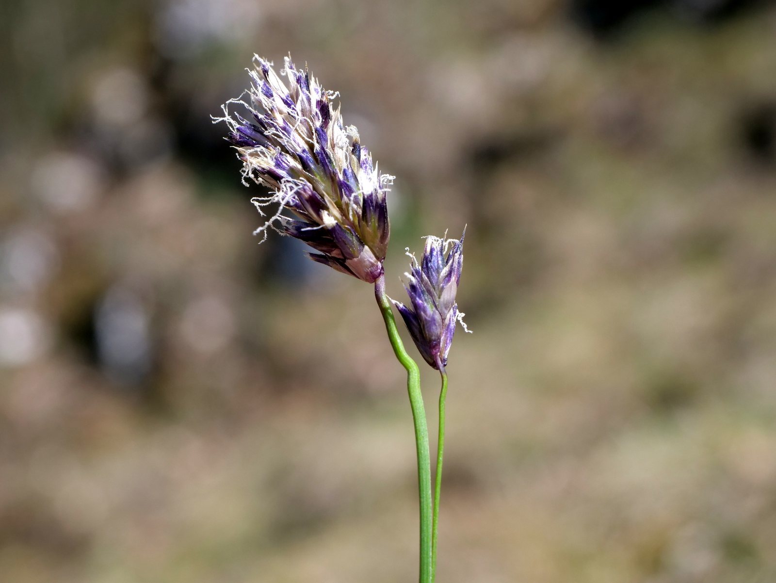 Blue moor grass