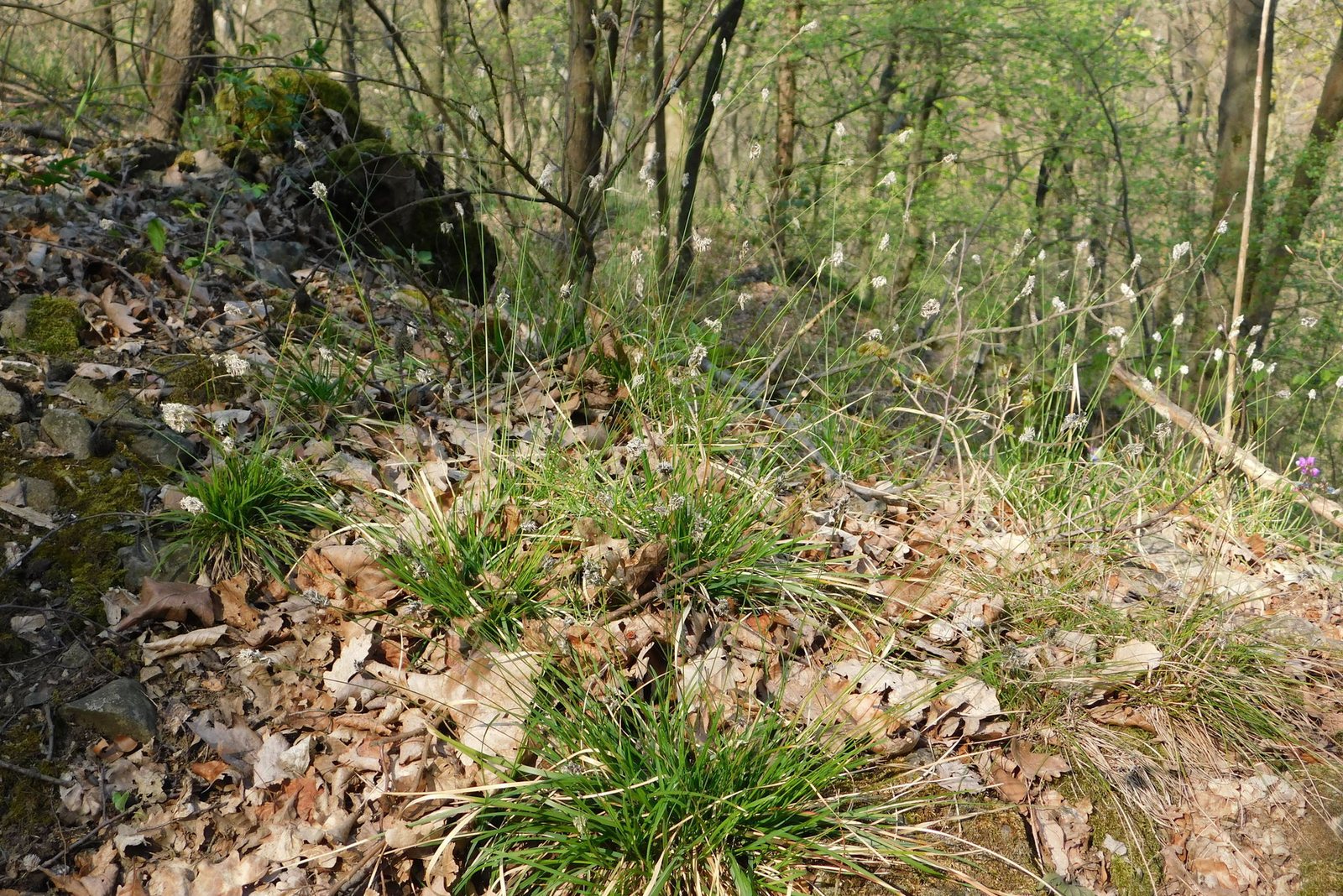 Blue moor grass