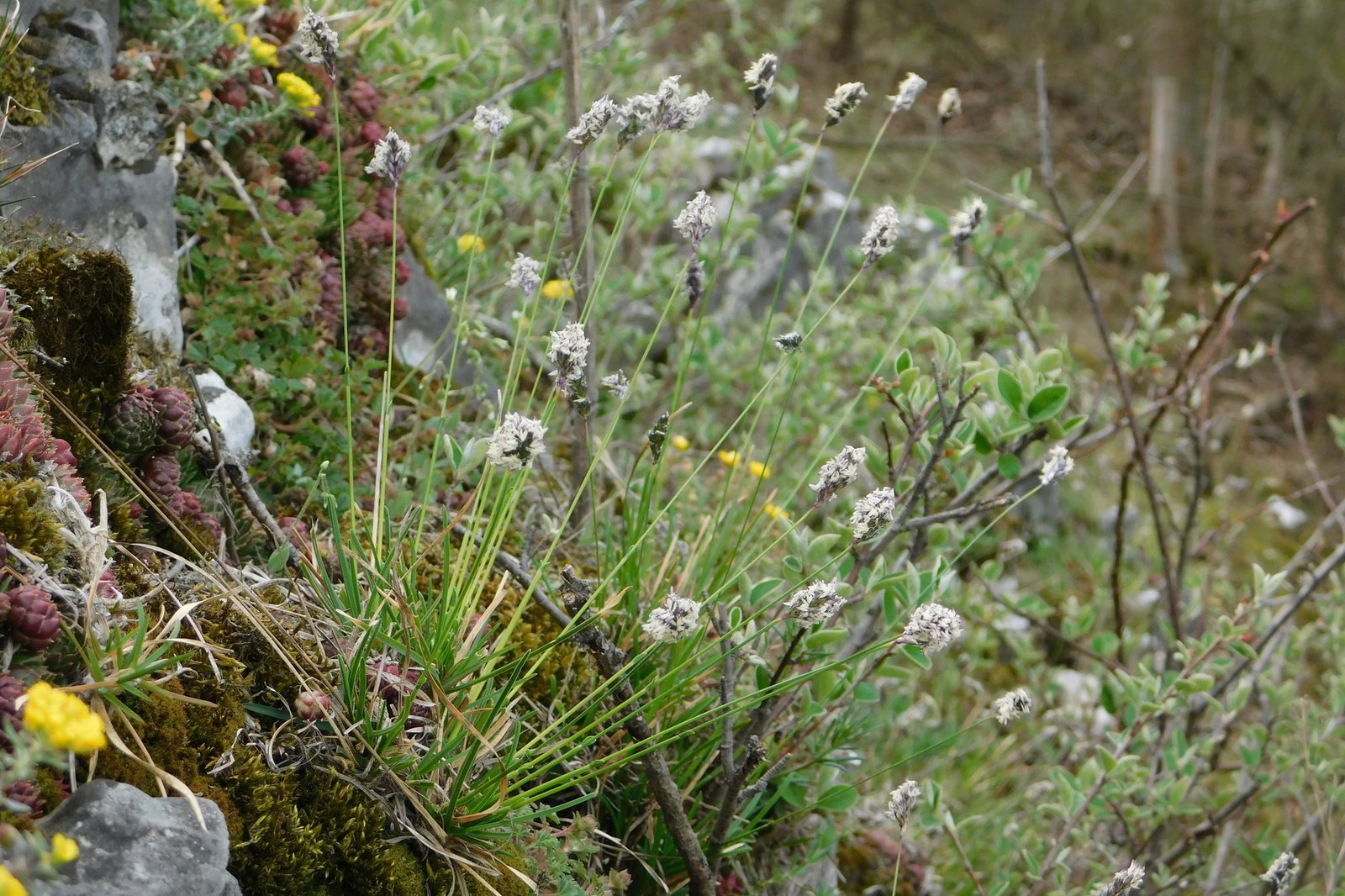 Blue moor grass