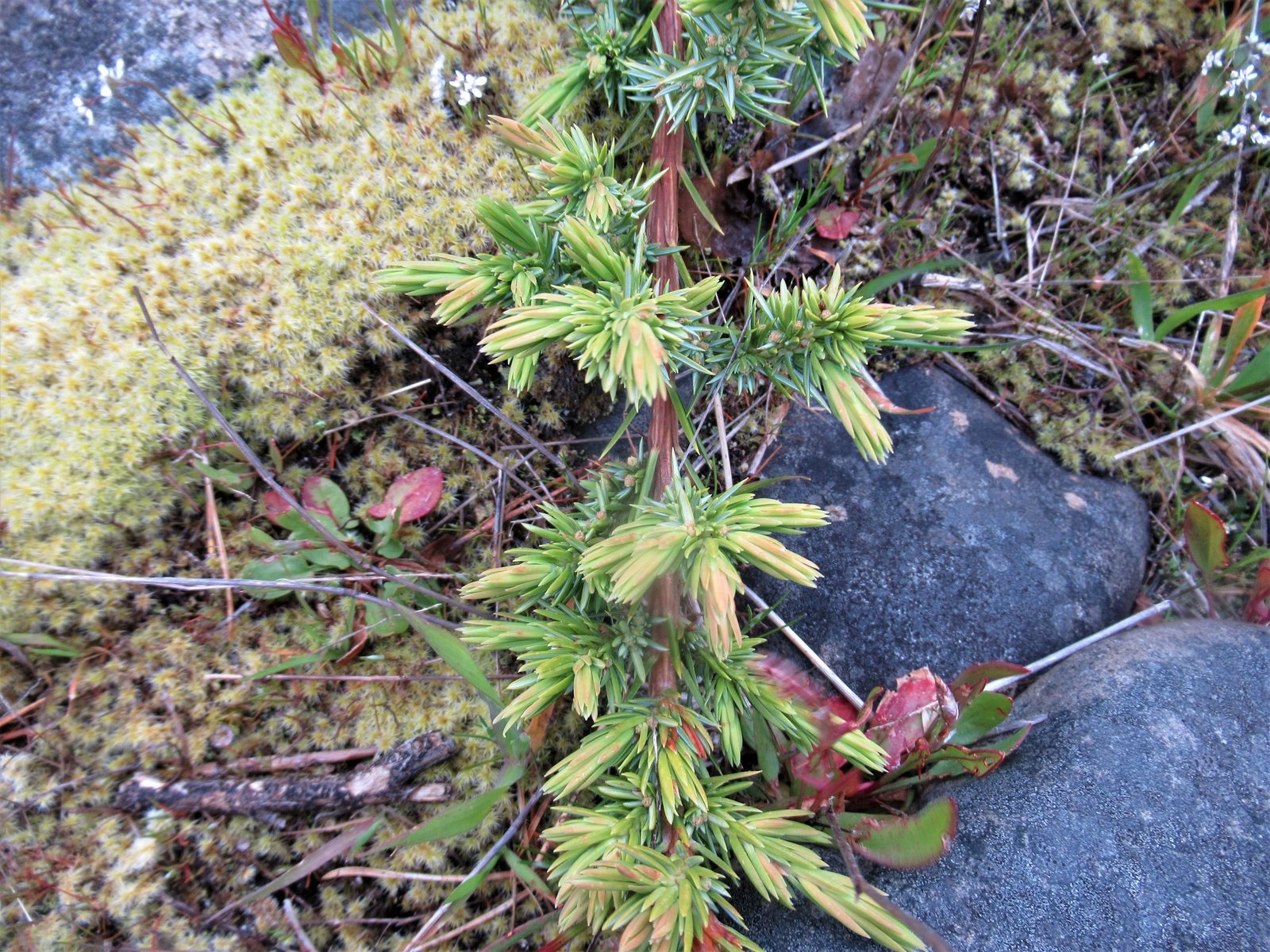 Blue Pacific shore juniper