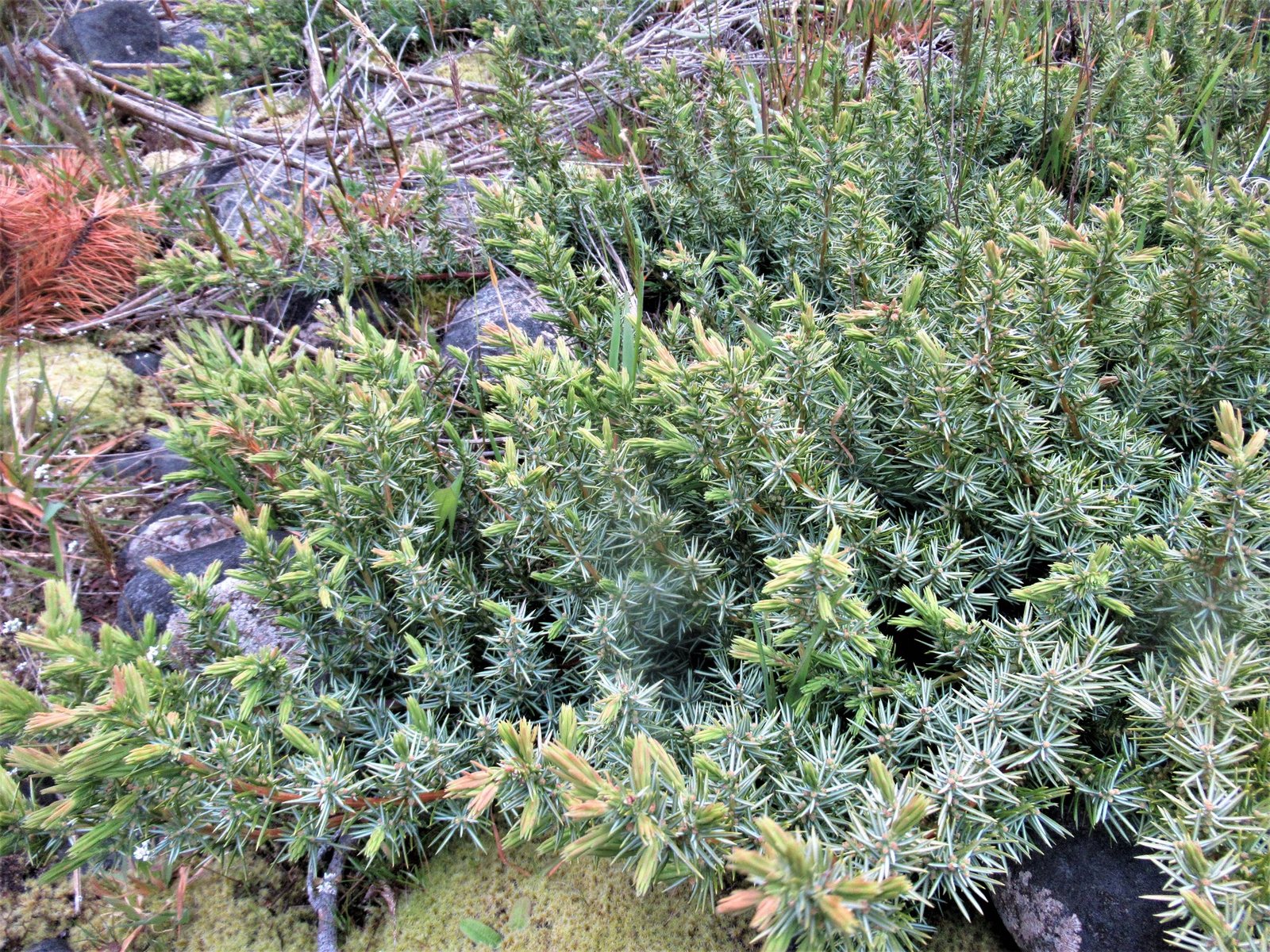 Blue Pacific shore juniper