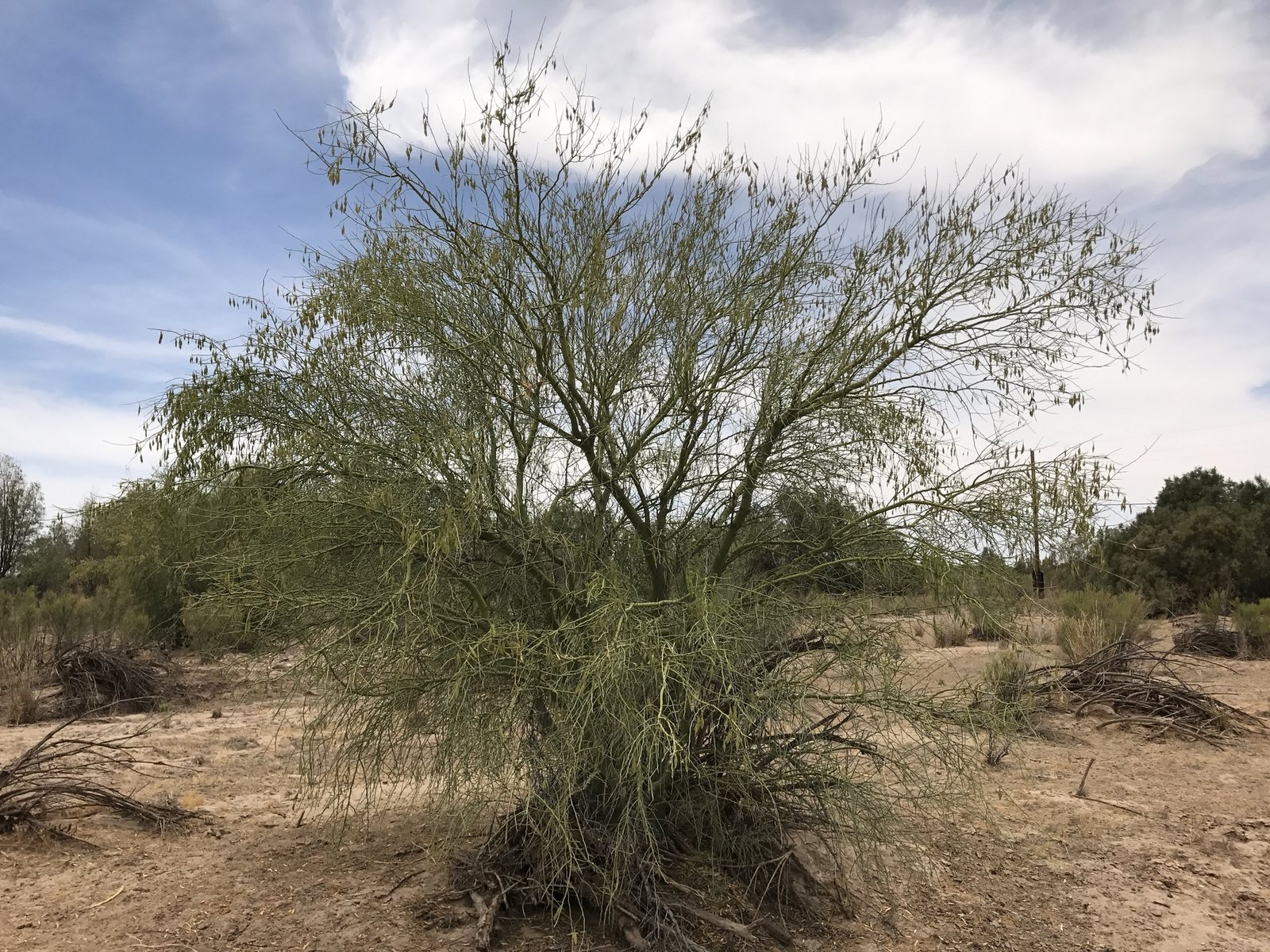 Blue palo verde