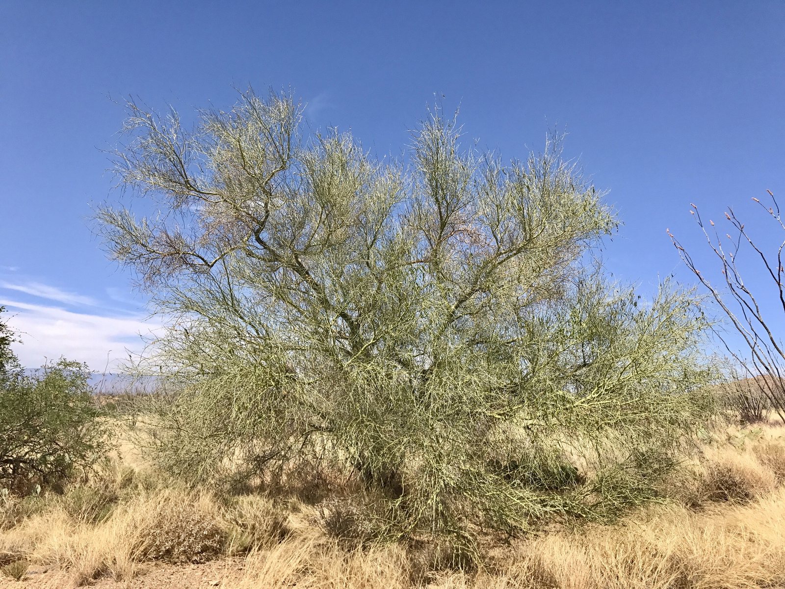 Blue palo verde