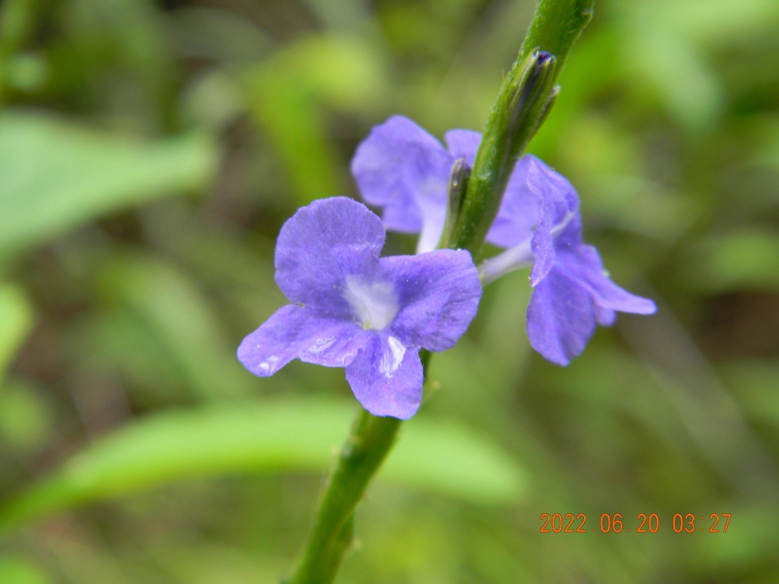 Blue porterweed