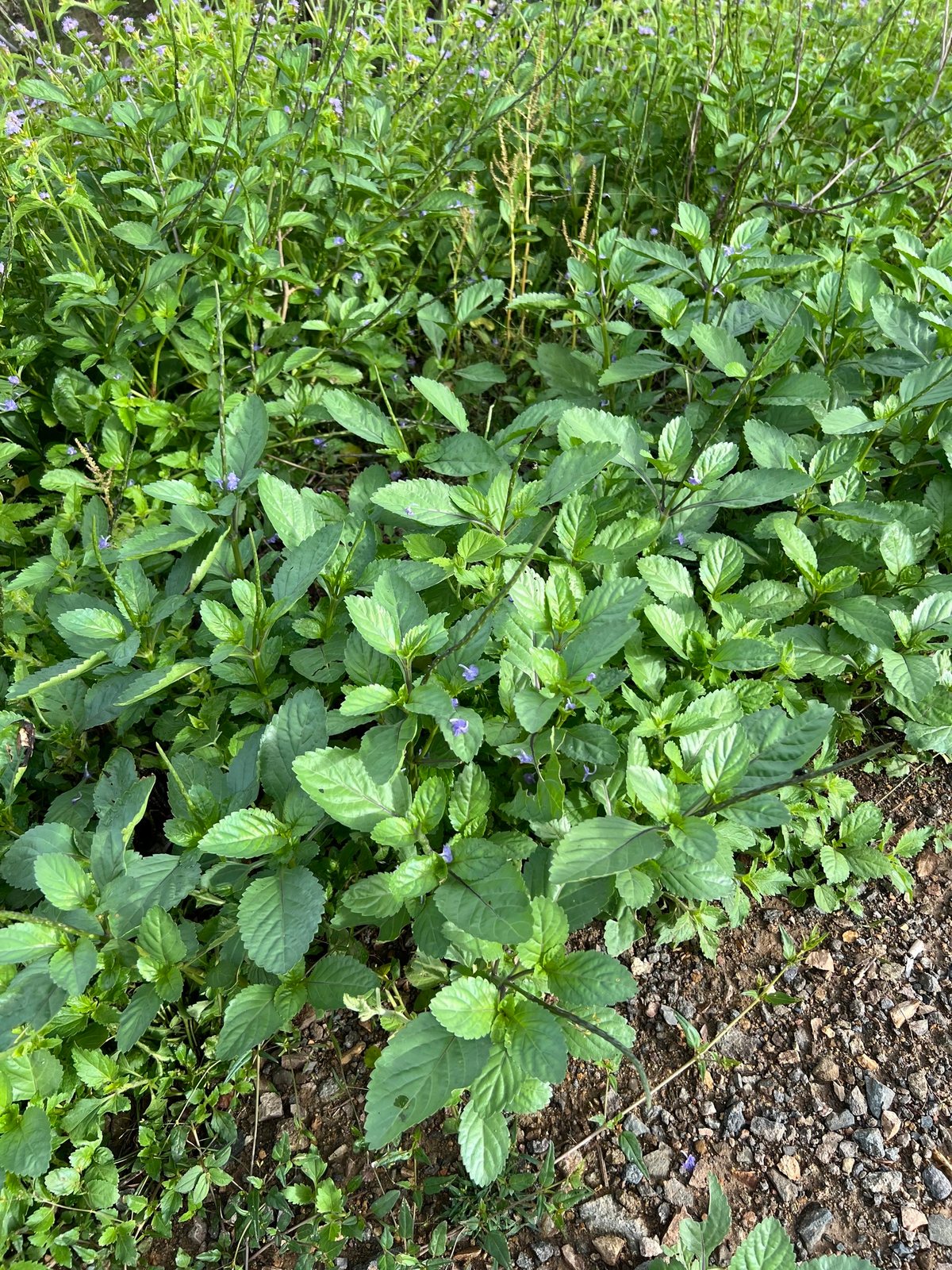 Blue porterweed