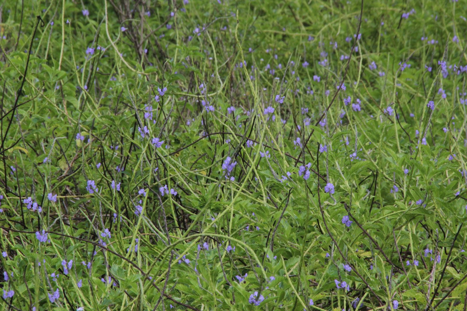Blue porterweed