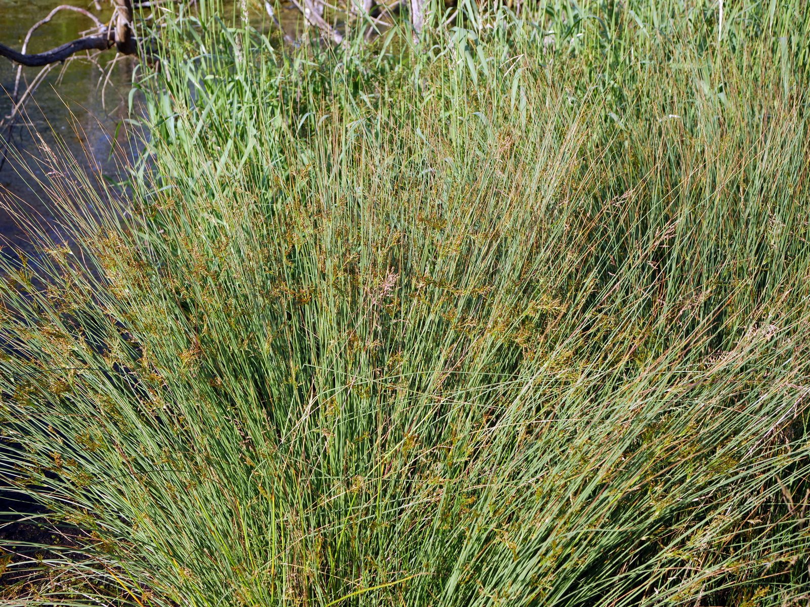 Blue rush 'Blue Arrows'