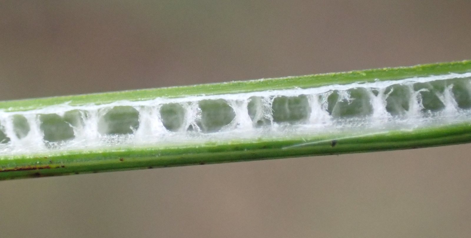 Blue rush 'Blue Arrows'