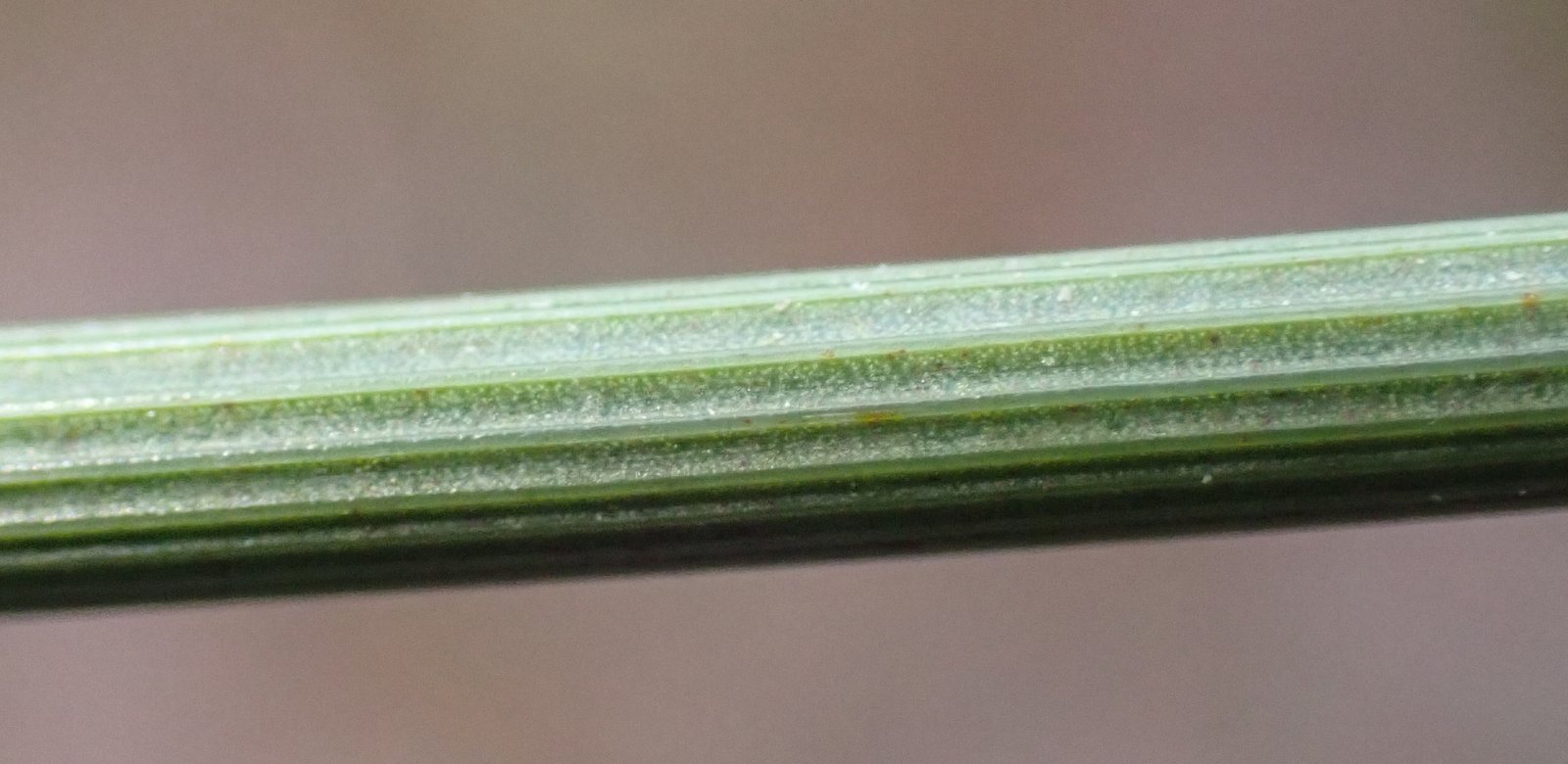 Blue rush 'Blue Arrows'