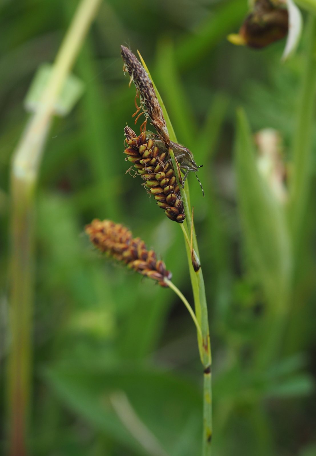 Blue sedge