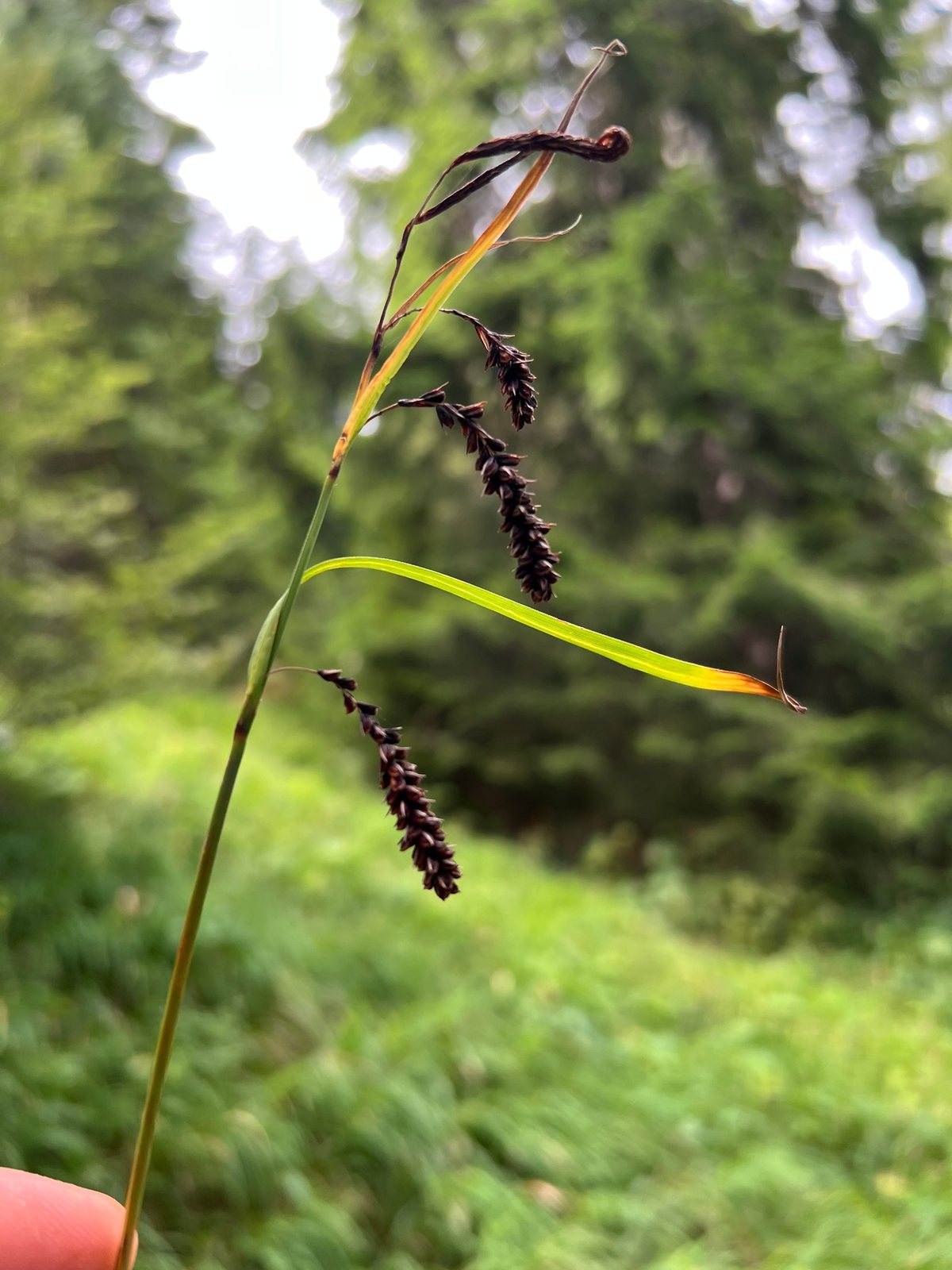 Blue sedge