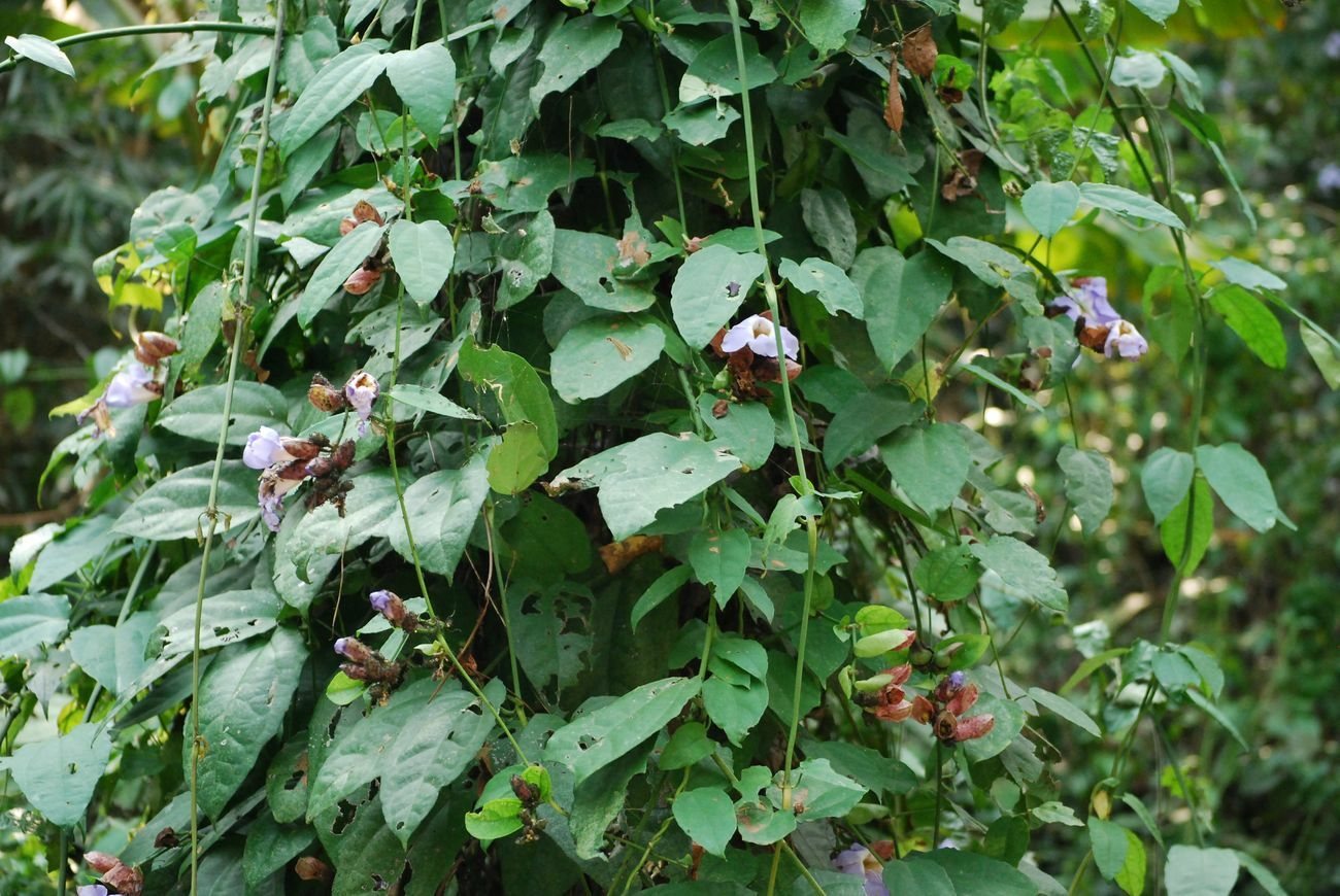 Blue sky vine