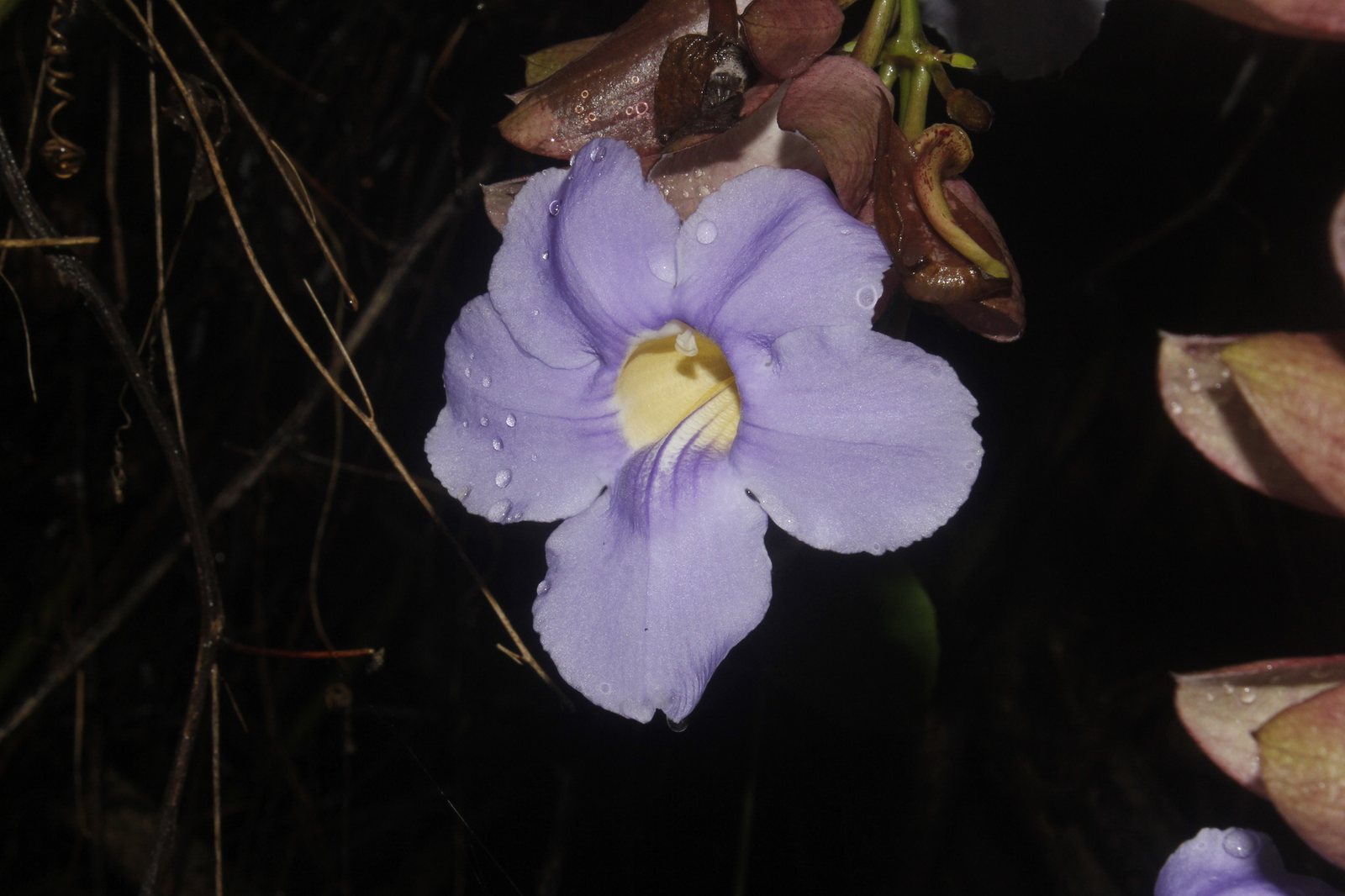 Blue sky vine
