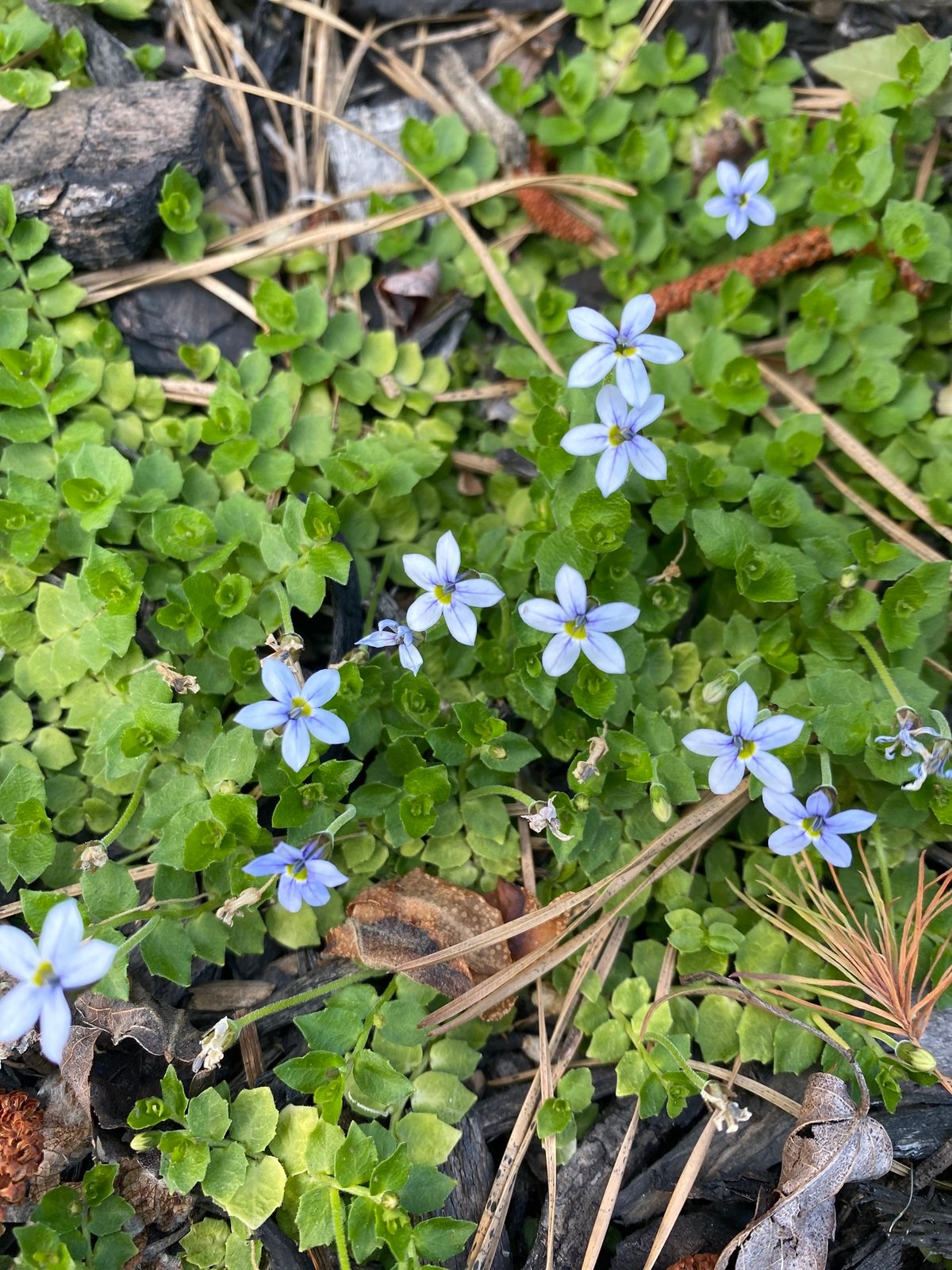 Blue star creeper