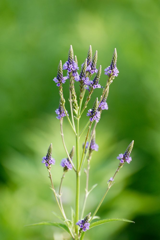Blue vervain