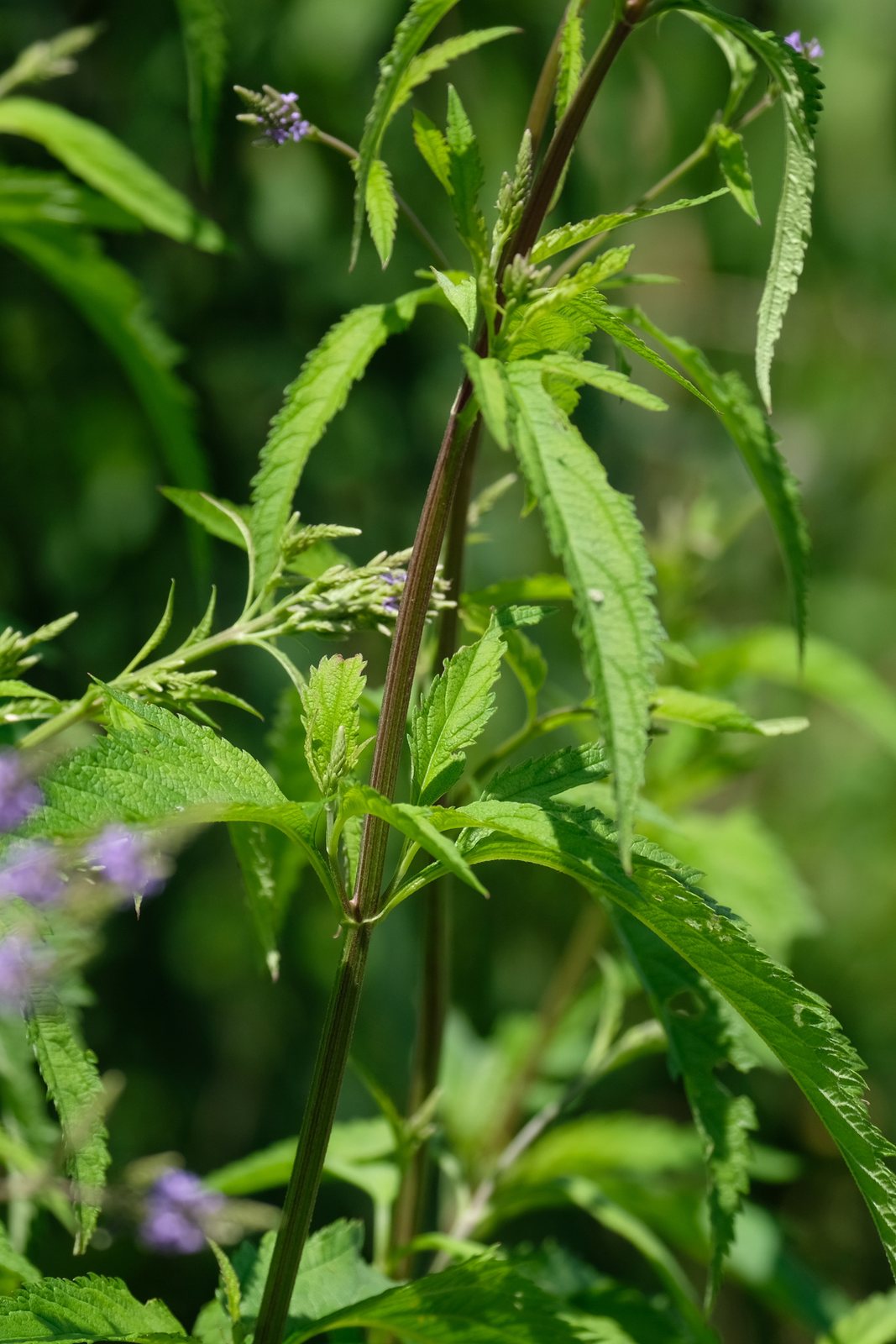 Blue vervain