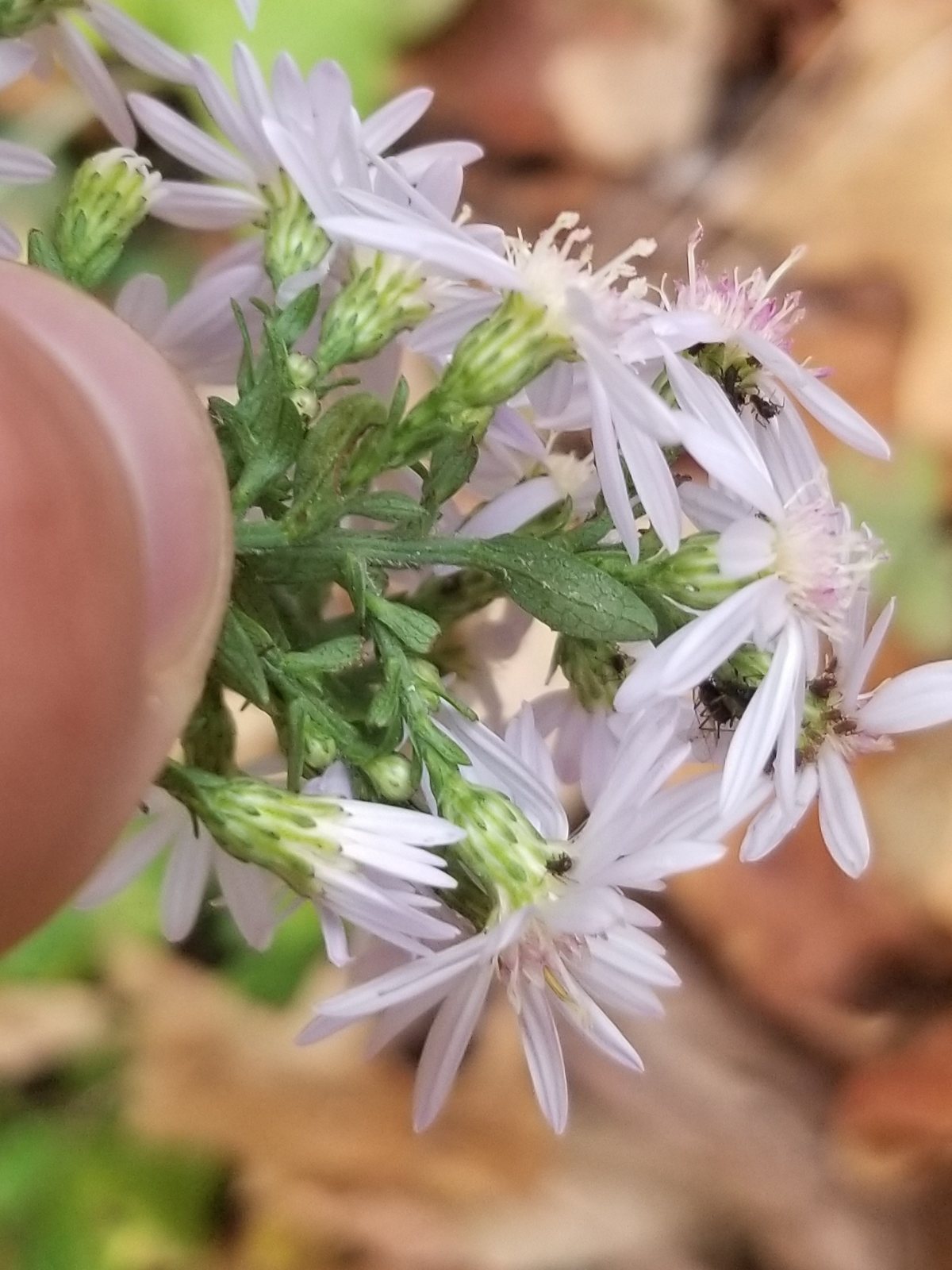 Blue wood aster