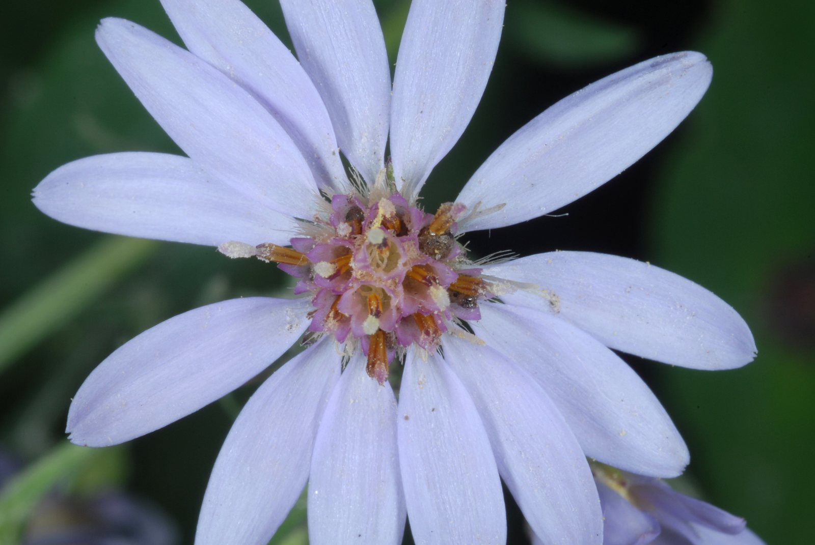 Blue wood aster