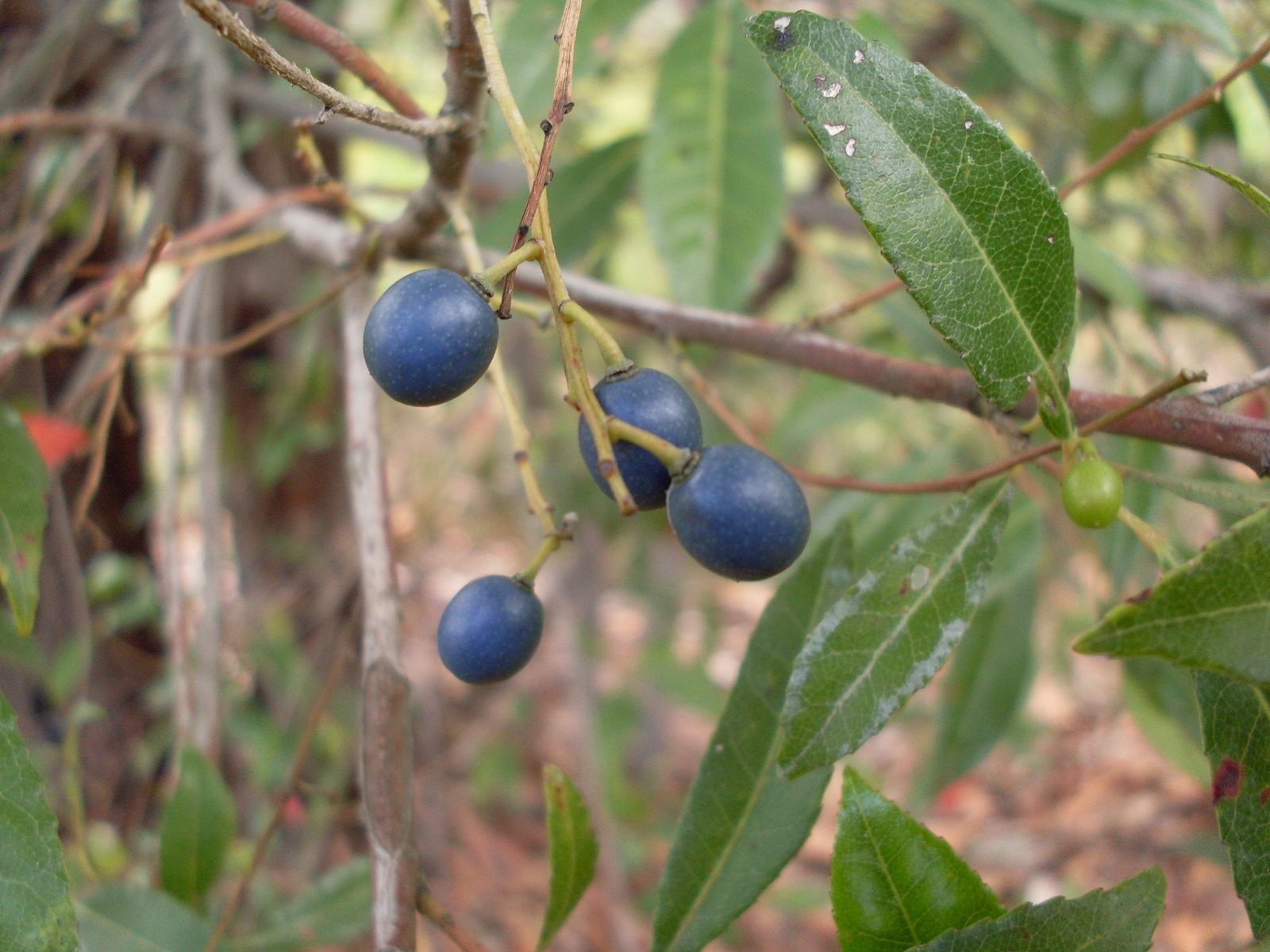 Blueberry ash