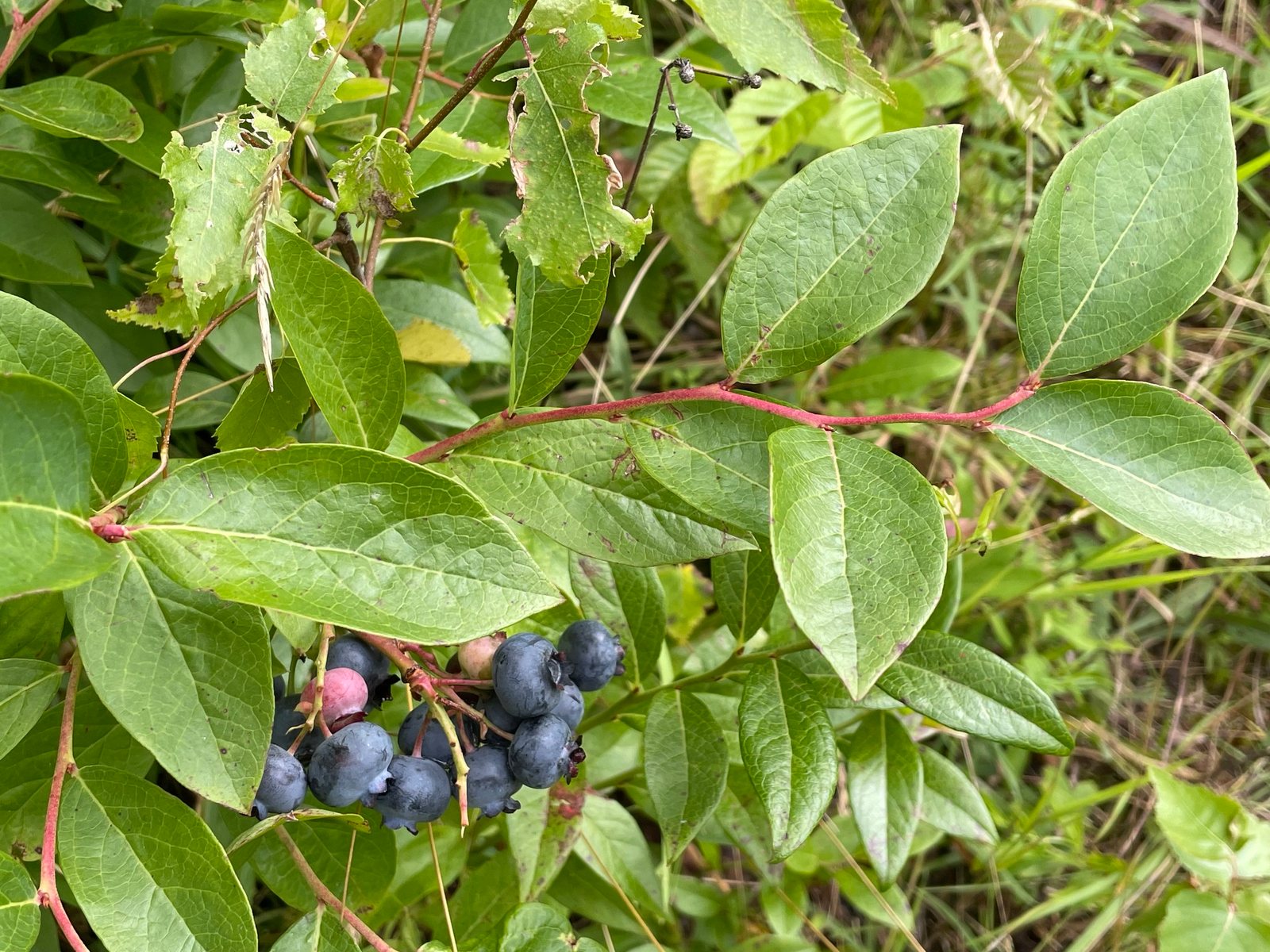 Bluecrop blueberry
