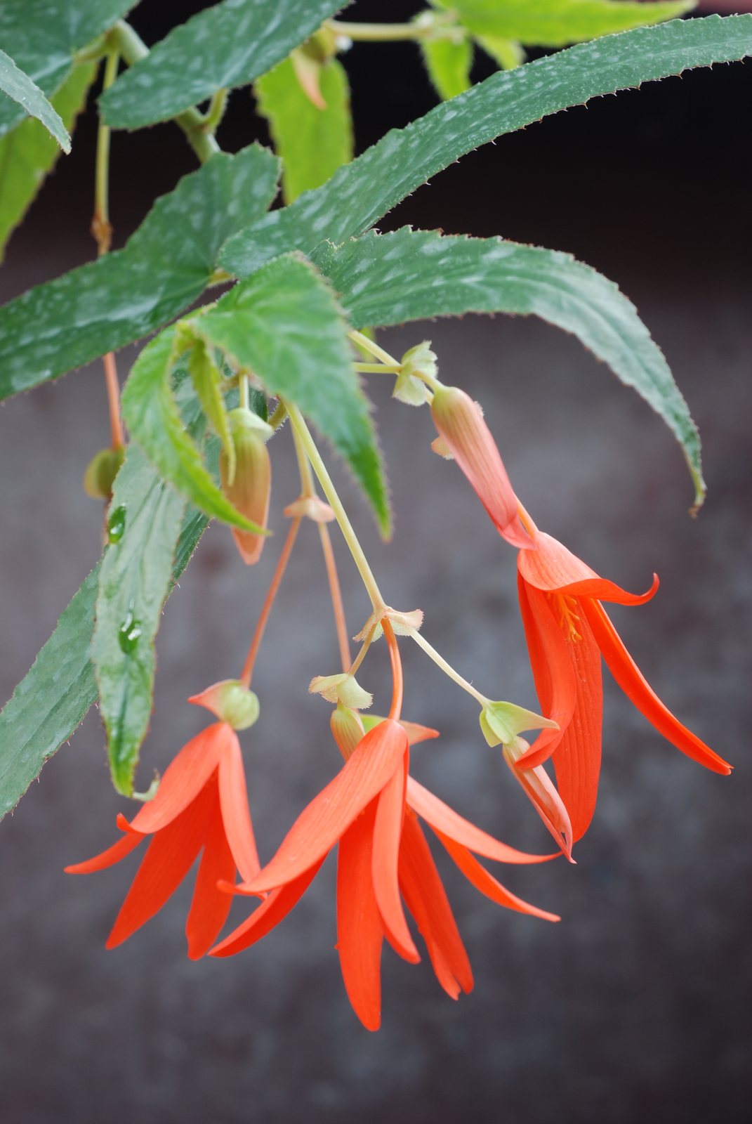 Bolivian begonia