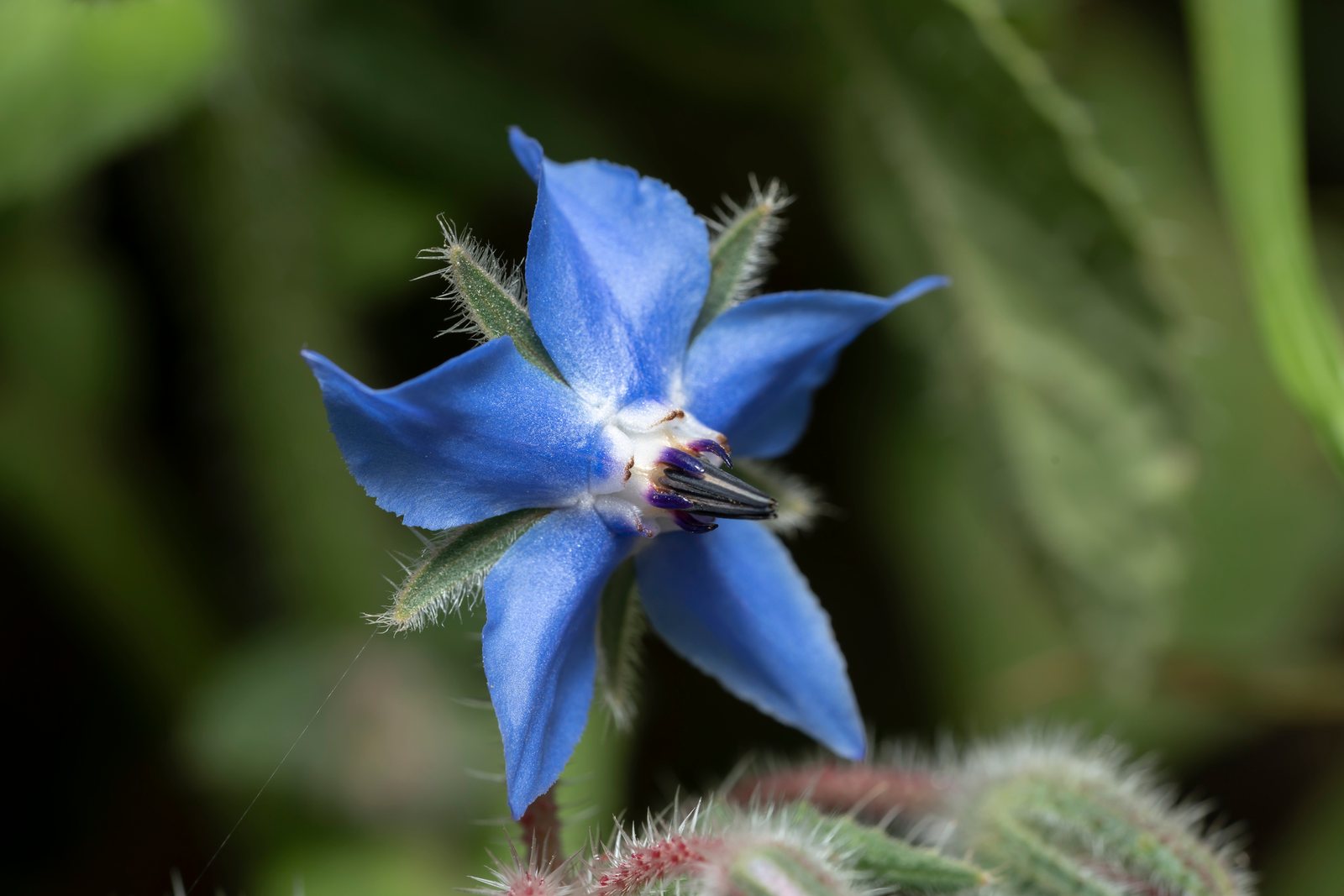 Borage