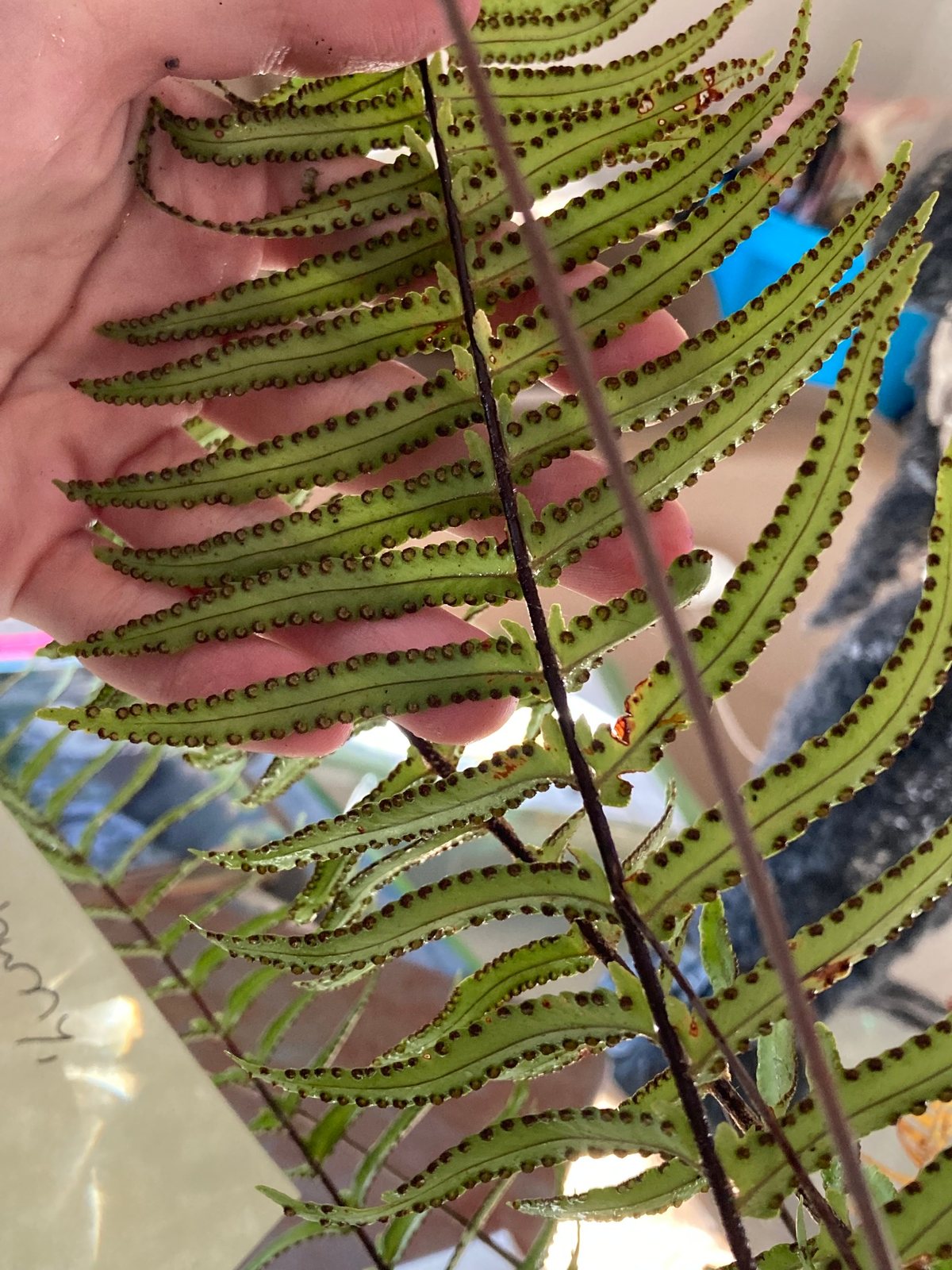 Boston fern