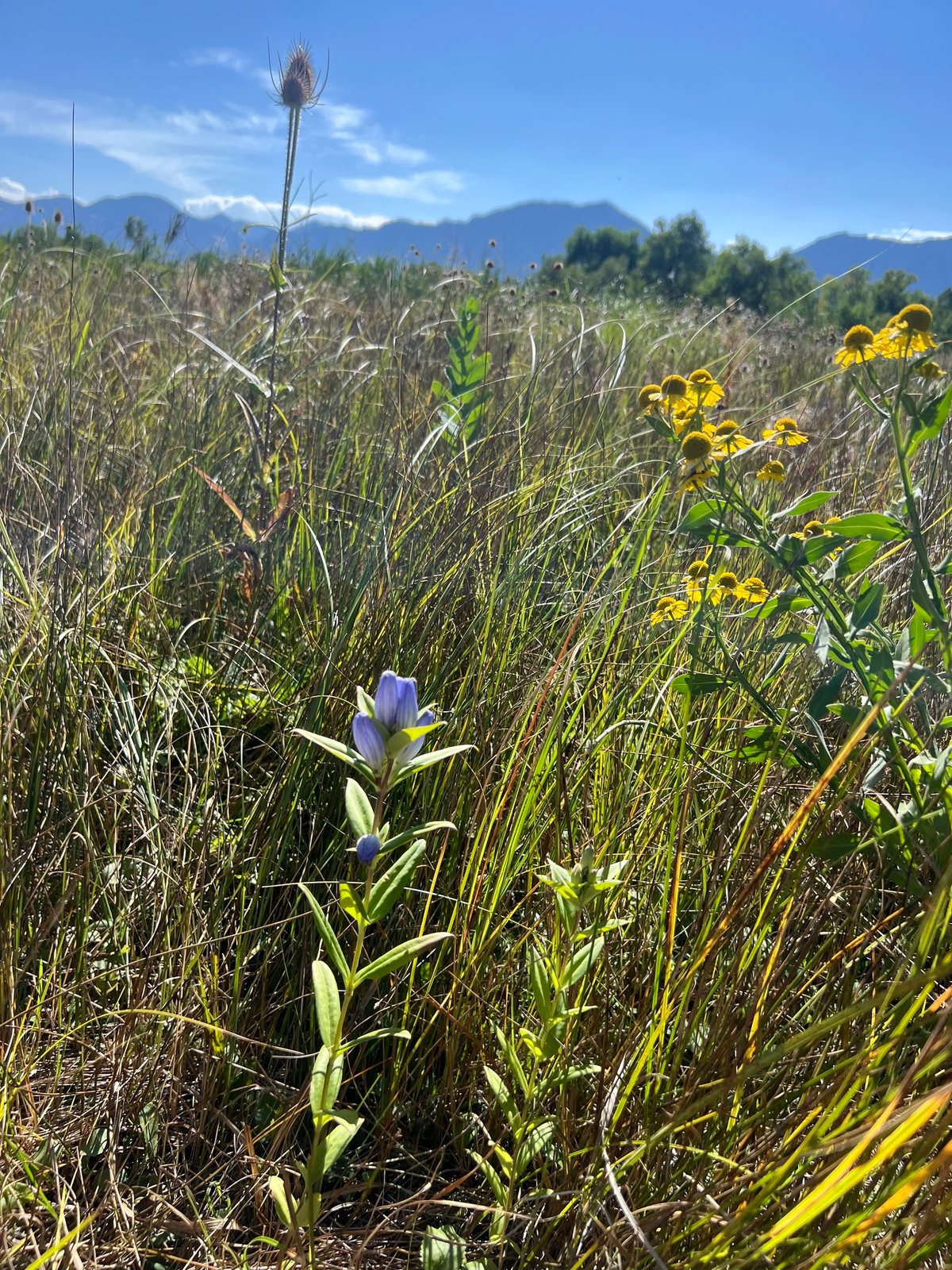 Bottle gentian
