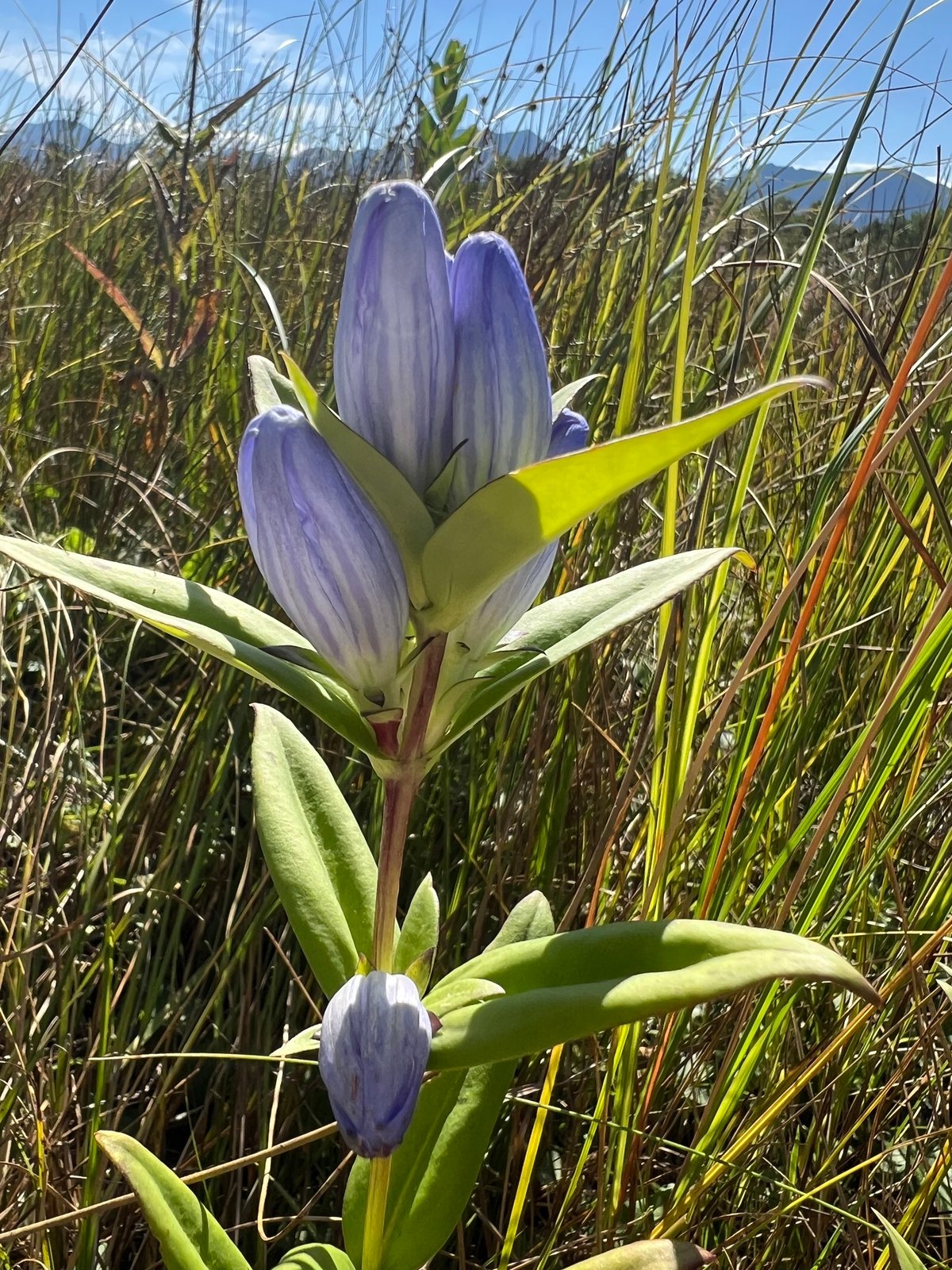 Bottle gentian