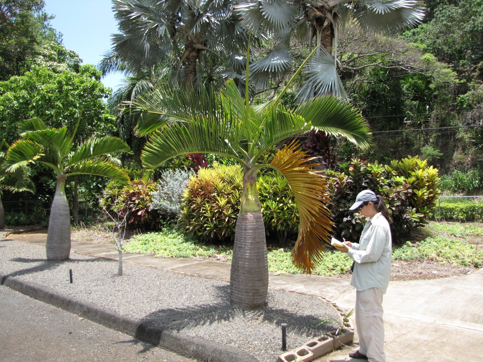 Bottle palm