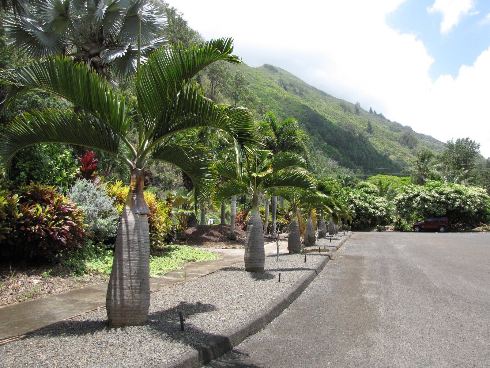 Bottle palm