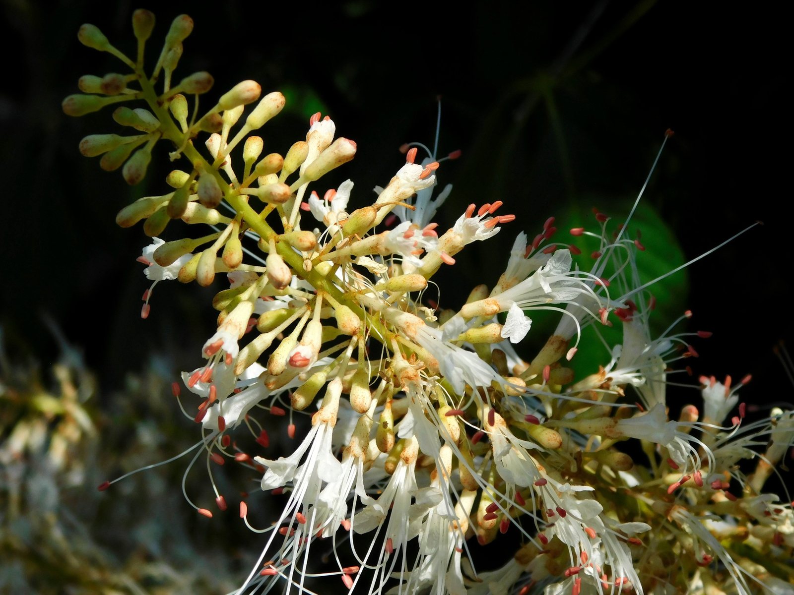 Bottlebrush buckeye