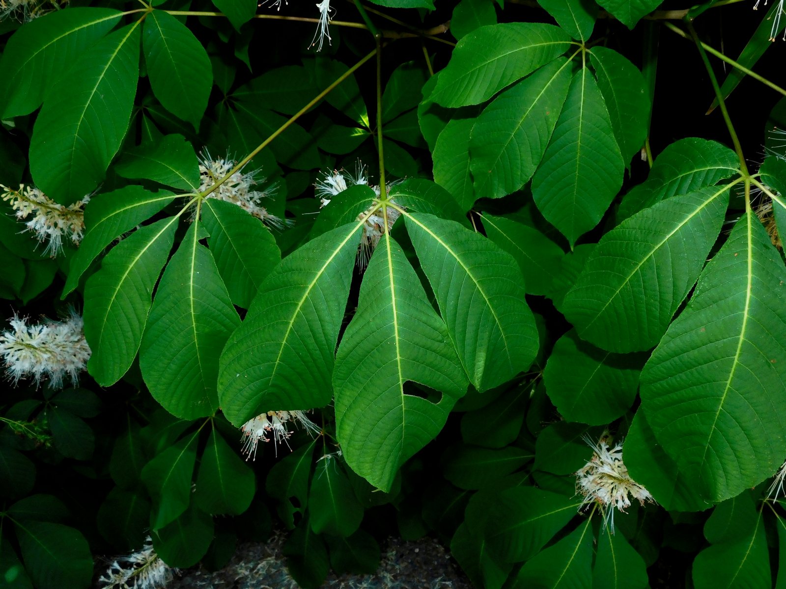 Bottlebrush buckeye