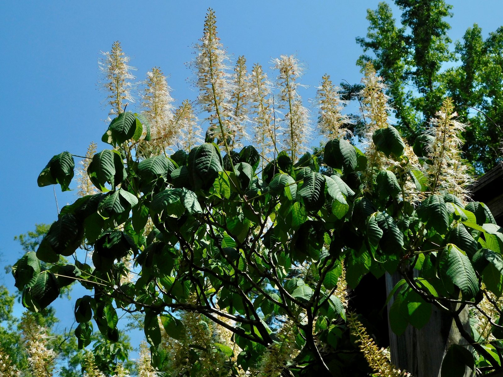 Bottlebrush buckeye