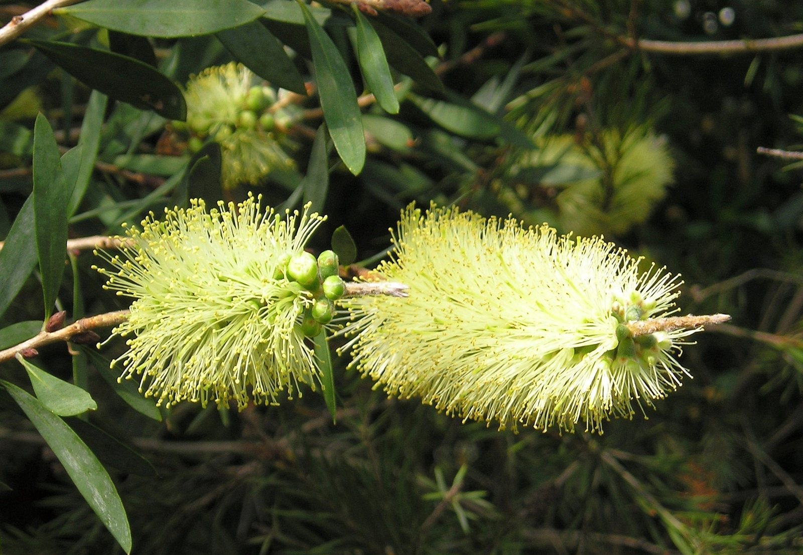 Bottlebrush Kings Park Special