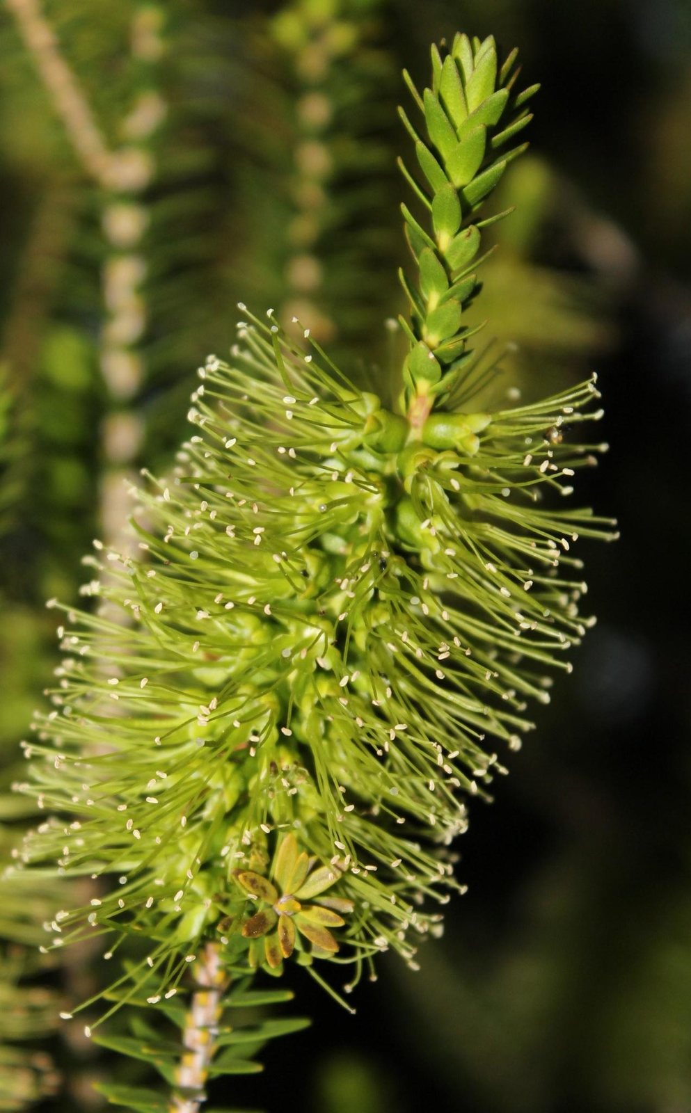 Bottlebrush Little John
