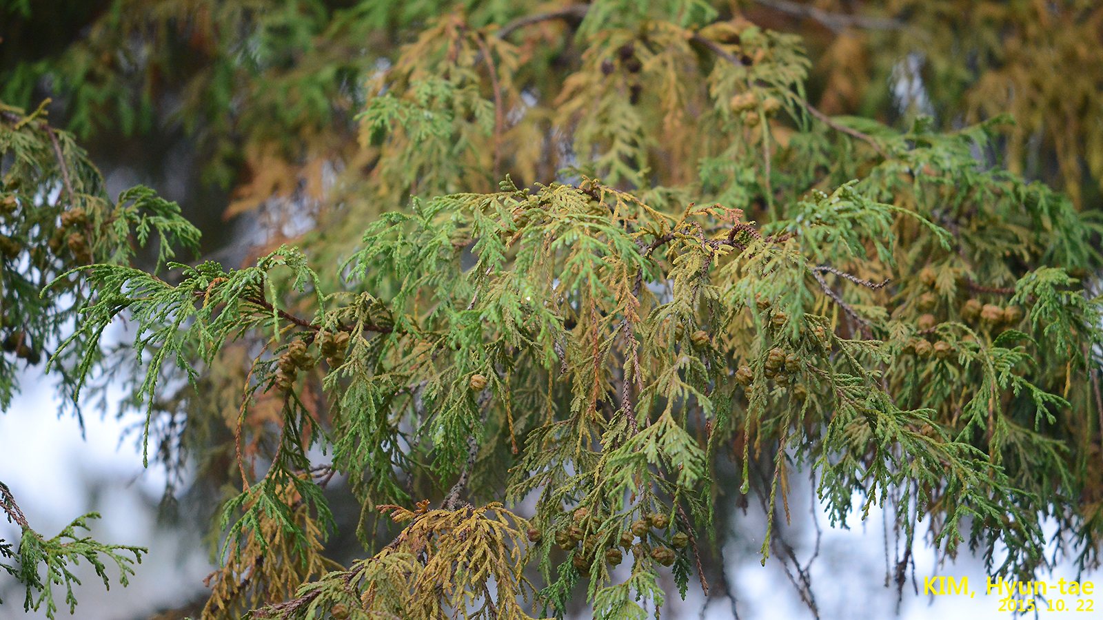 Boulevard false cypress