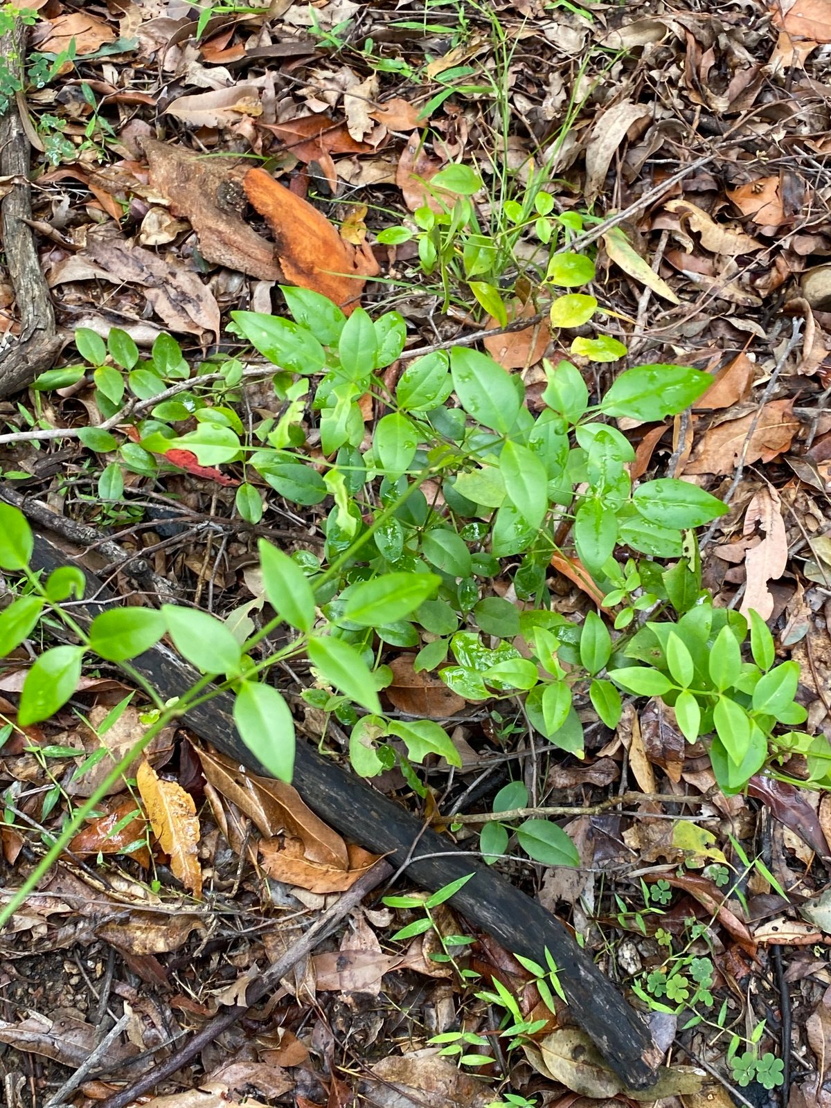 Bower vine